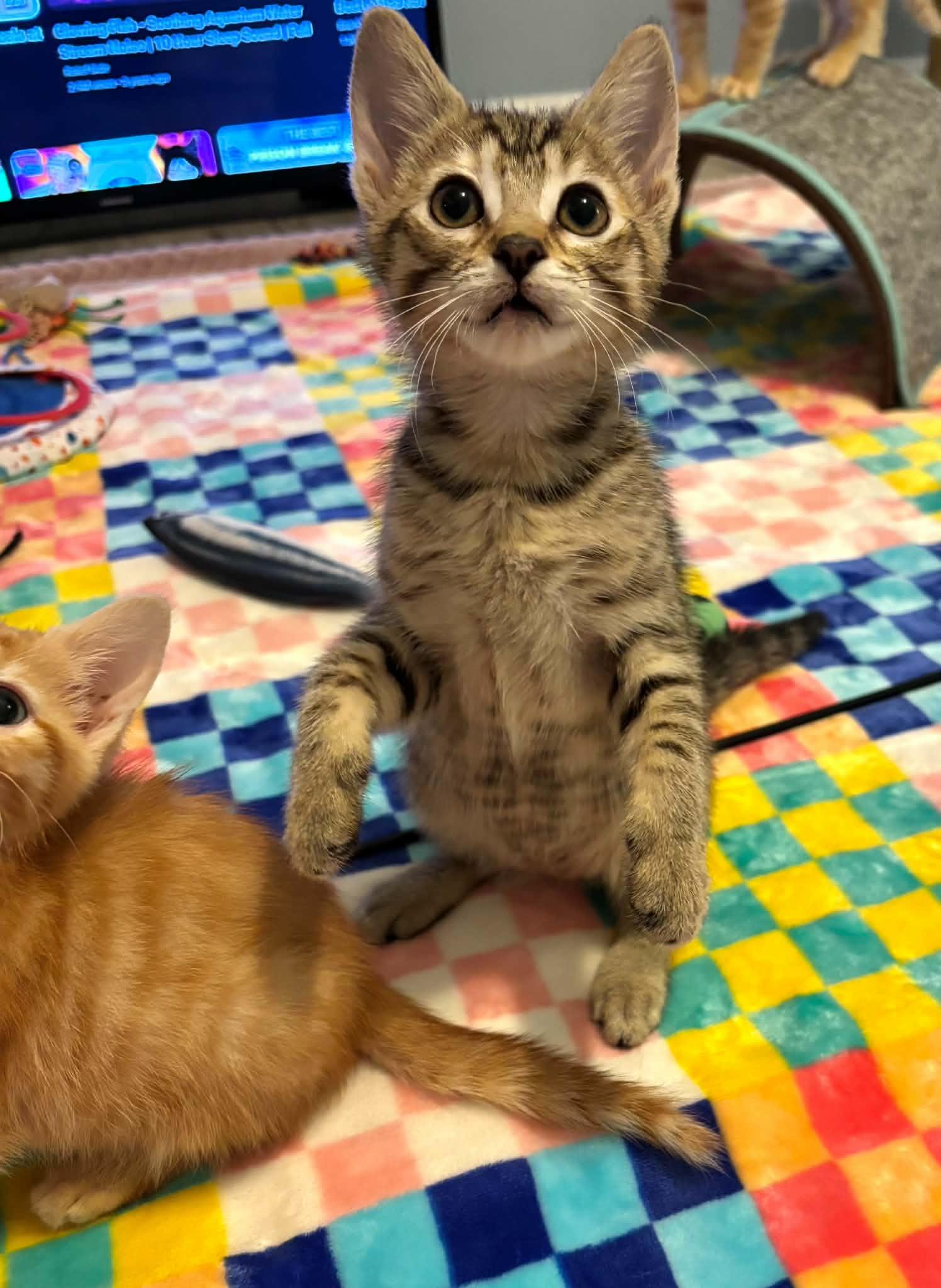 Bailey and Stanley , adopted, Kitten Male Egyptian Mau.