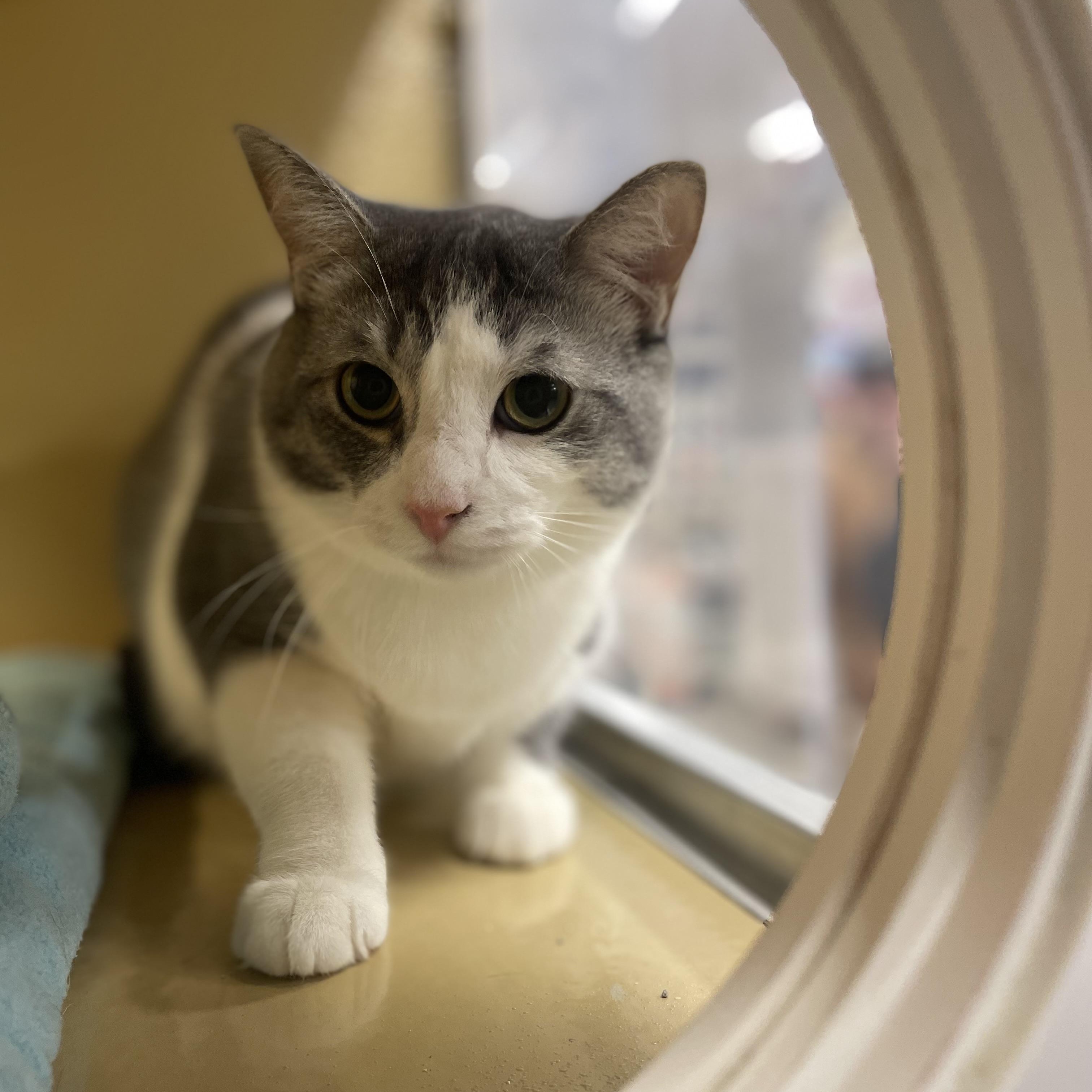 Valentino, a Adoptable Domestic Short Hair in Holly, MI image 2/3