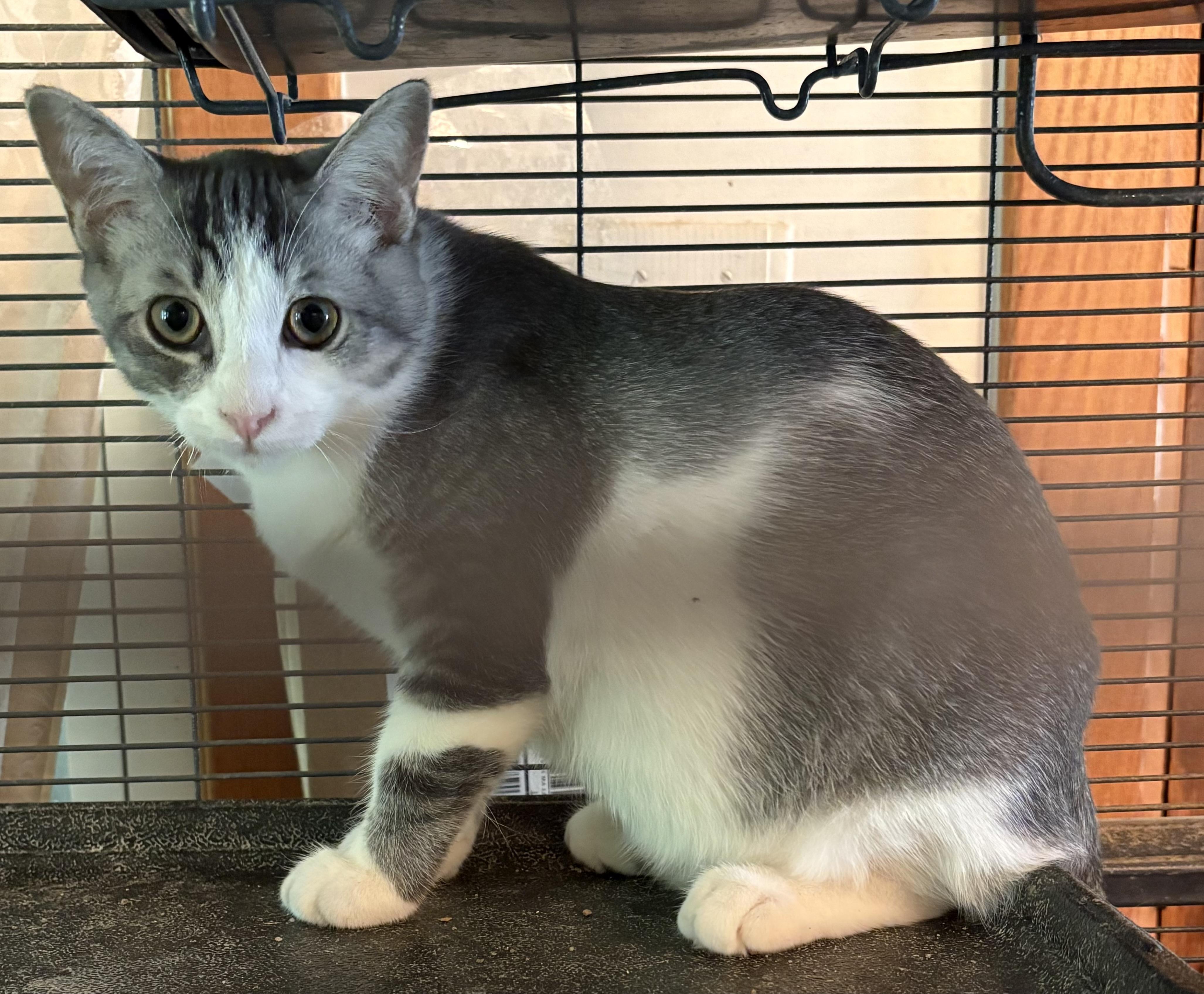 Valentino, Adoptable, Young Male Domestic Short Hair.