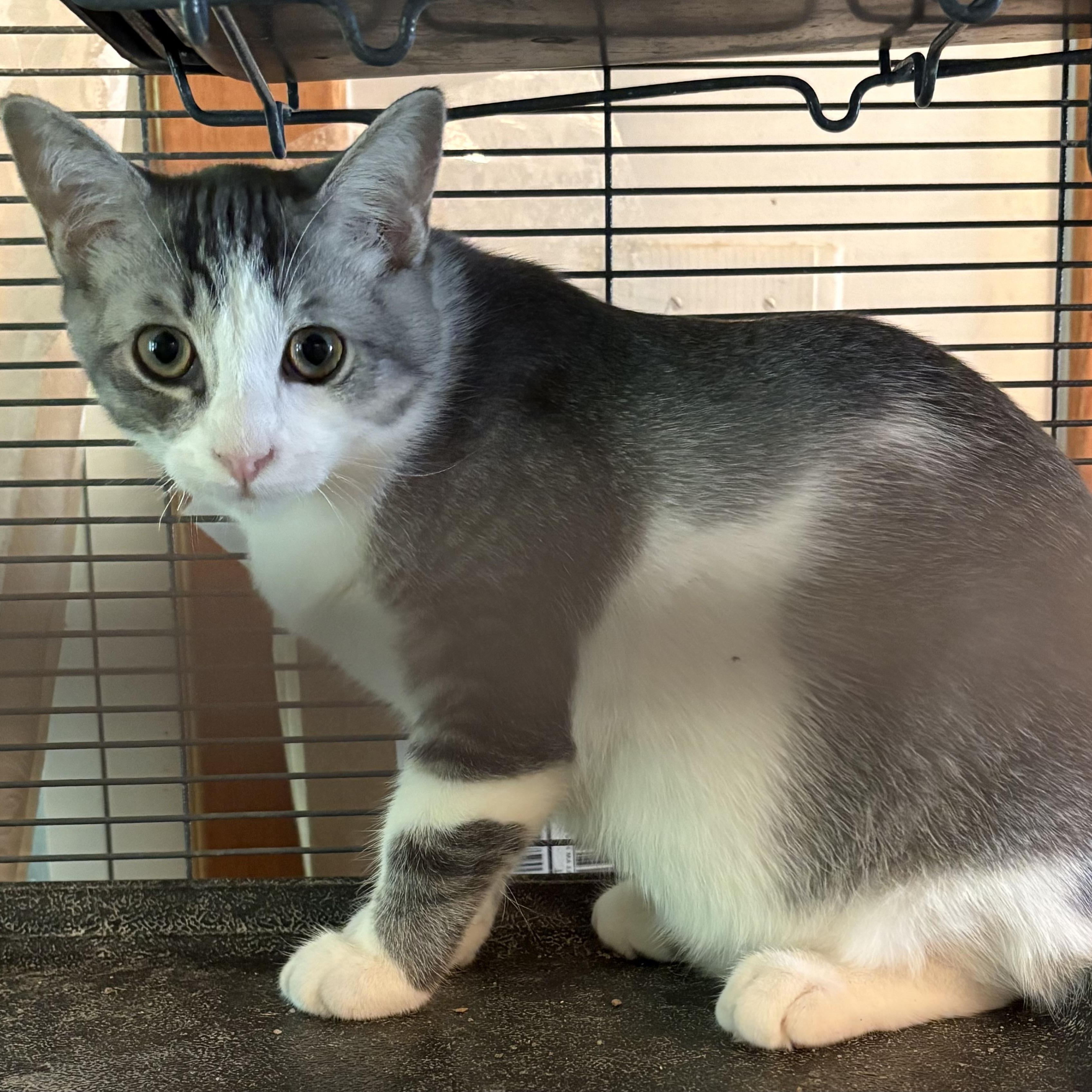 Valentino, a Adoptable Domestic Short Hair in Holly, MI image 3/3