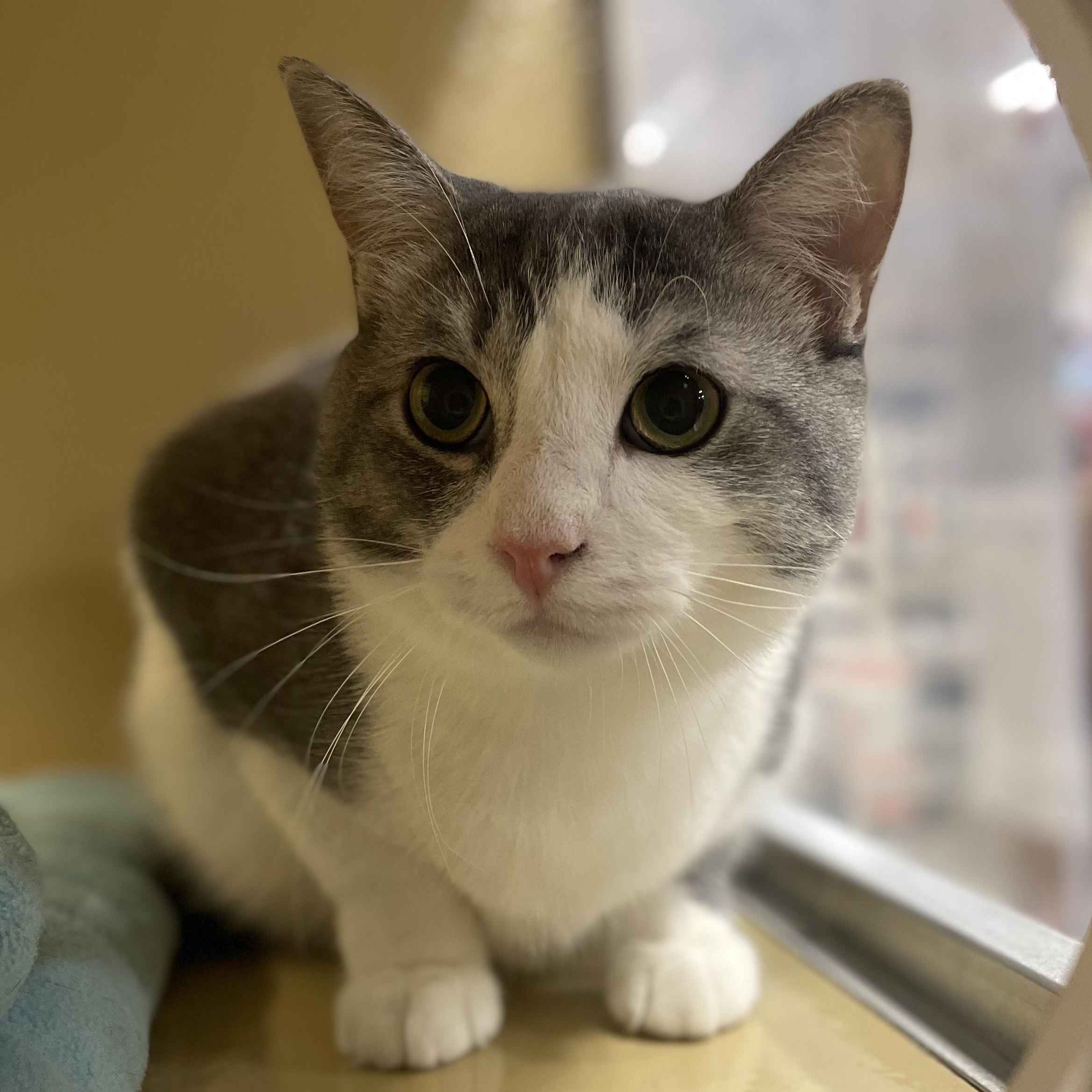 Valentino, Adoptable, Young Male Domestic Short Hair.