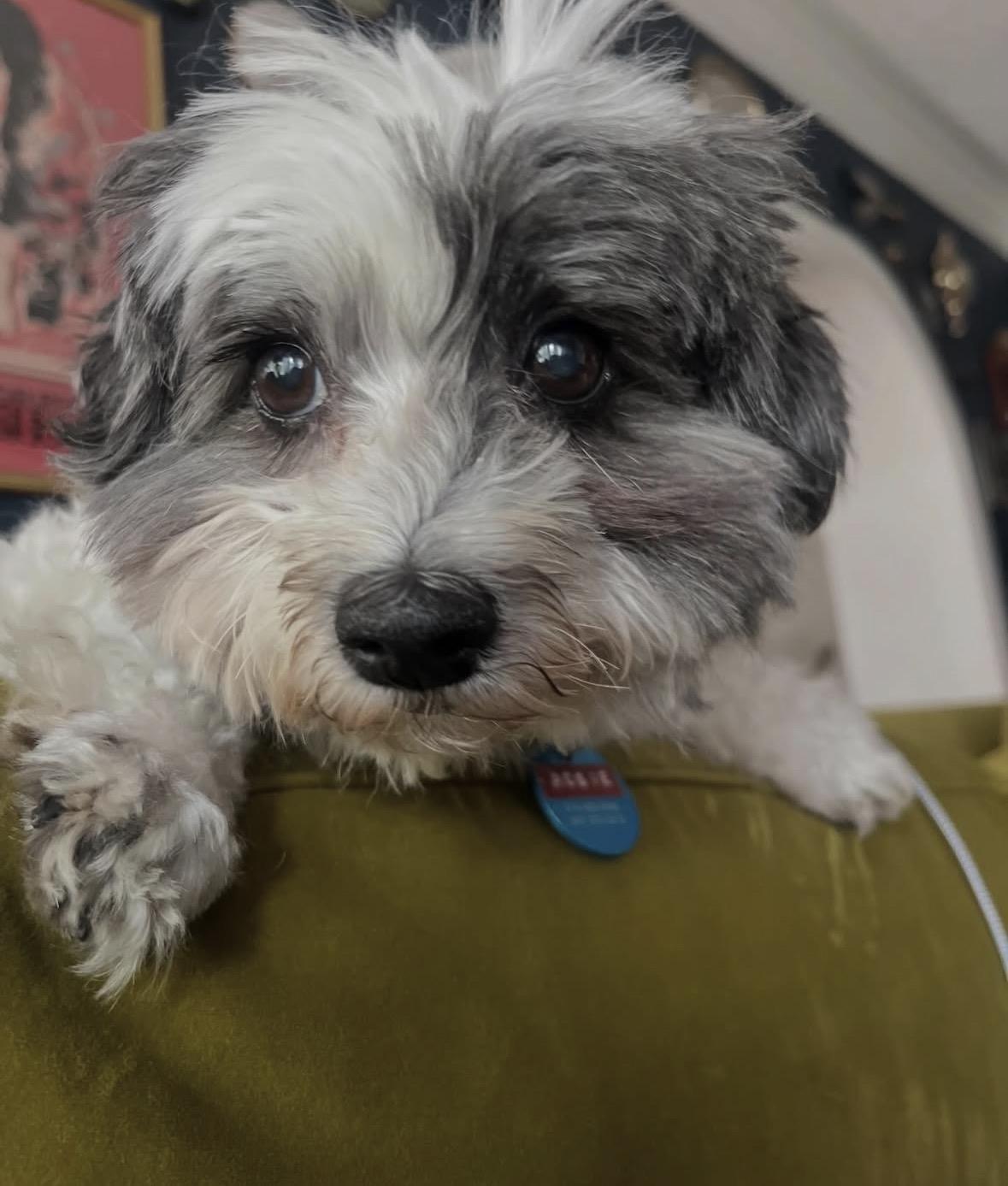 Enlarge Rosie, an adopted mixed breed in Pasadena, CA image 5/5