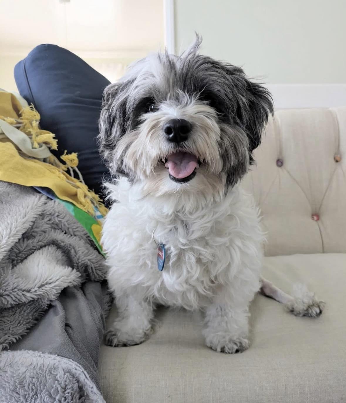 Enlarge Rosie, an adopted mixed breed in Pasadena, CA image 1/5