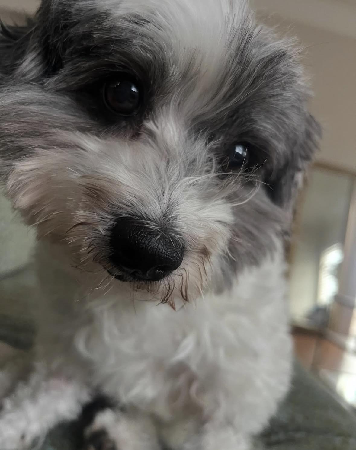 Enlarge Rosie, an adopted mixed breed in Pasadena, CA image 4/5