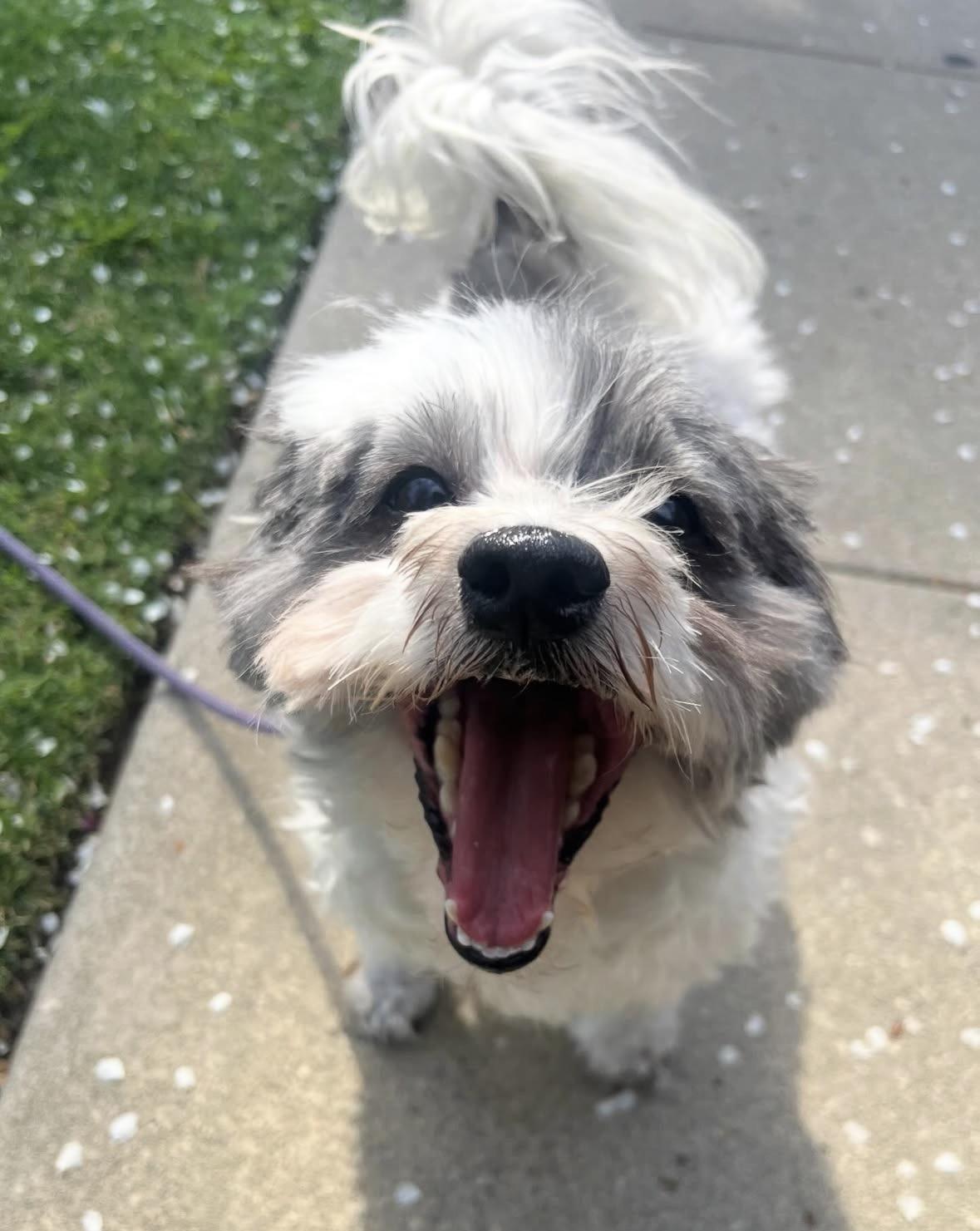 Enlarge Rosie, an adopted mixed breed in Pasadena, CA image 3/5