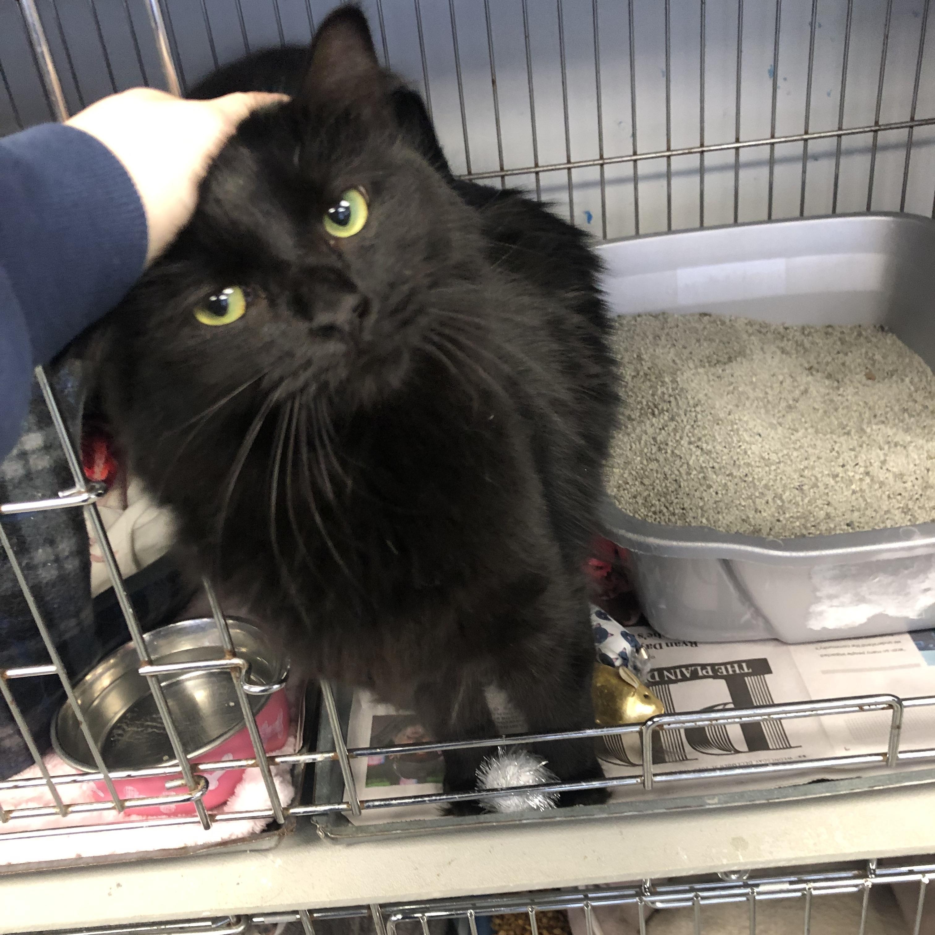 Ink, ADOPTABLE, Adult Female Domestic Medium Hair.