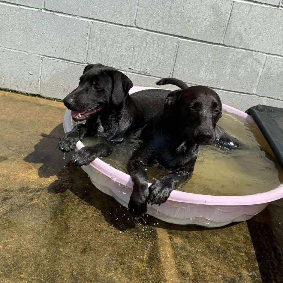 Diego 060101, Adoptable, Young Male Black Labrador Retriever.