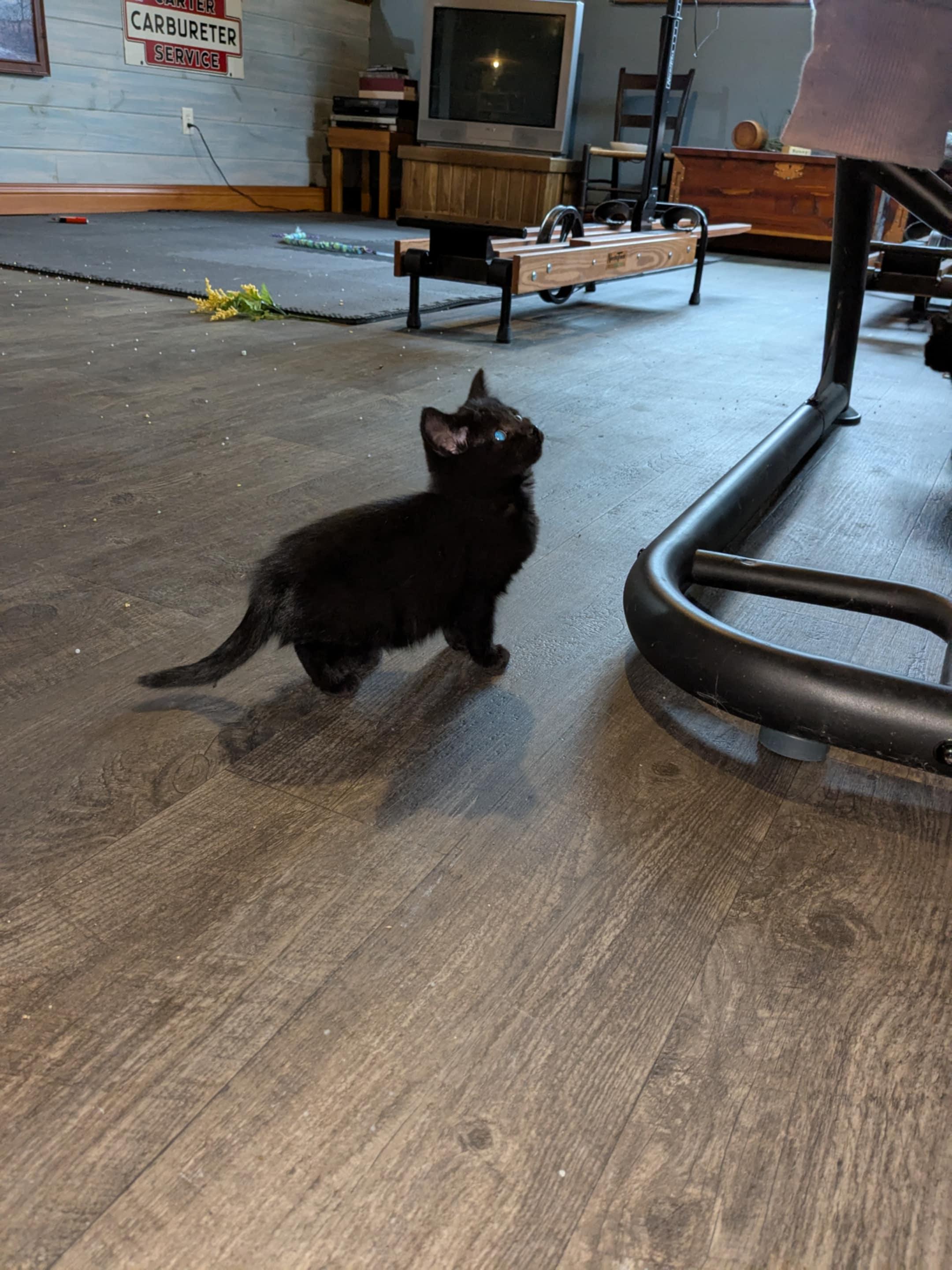 Enlarge Magnificent 6 kittens, an adopted mixed breed in Racine, WI image 2/6