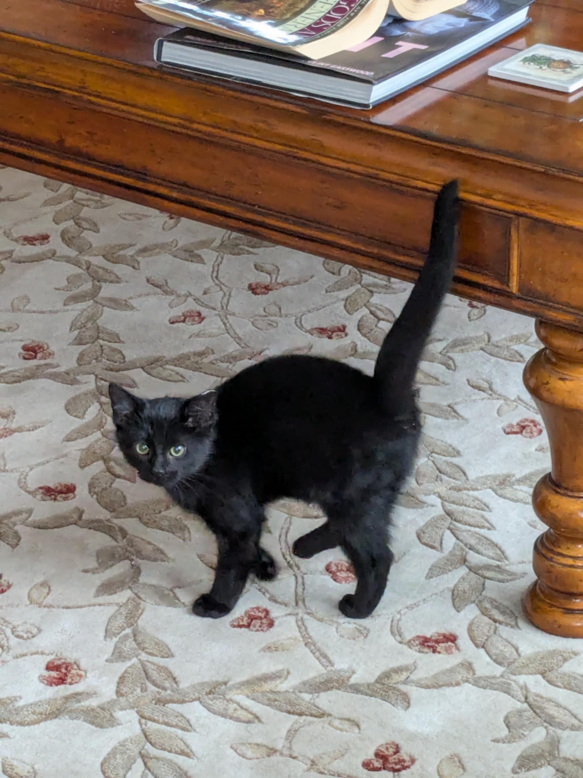 Enlarge Magnificent 6 kittens, an adopted mixed breed in Racine, WI image 3/6