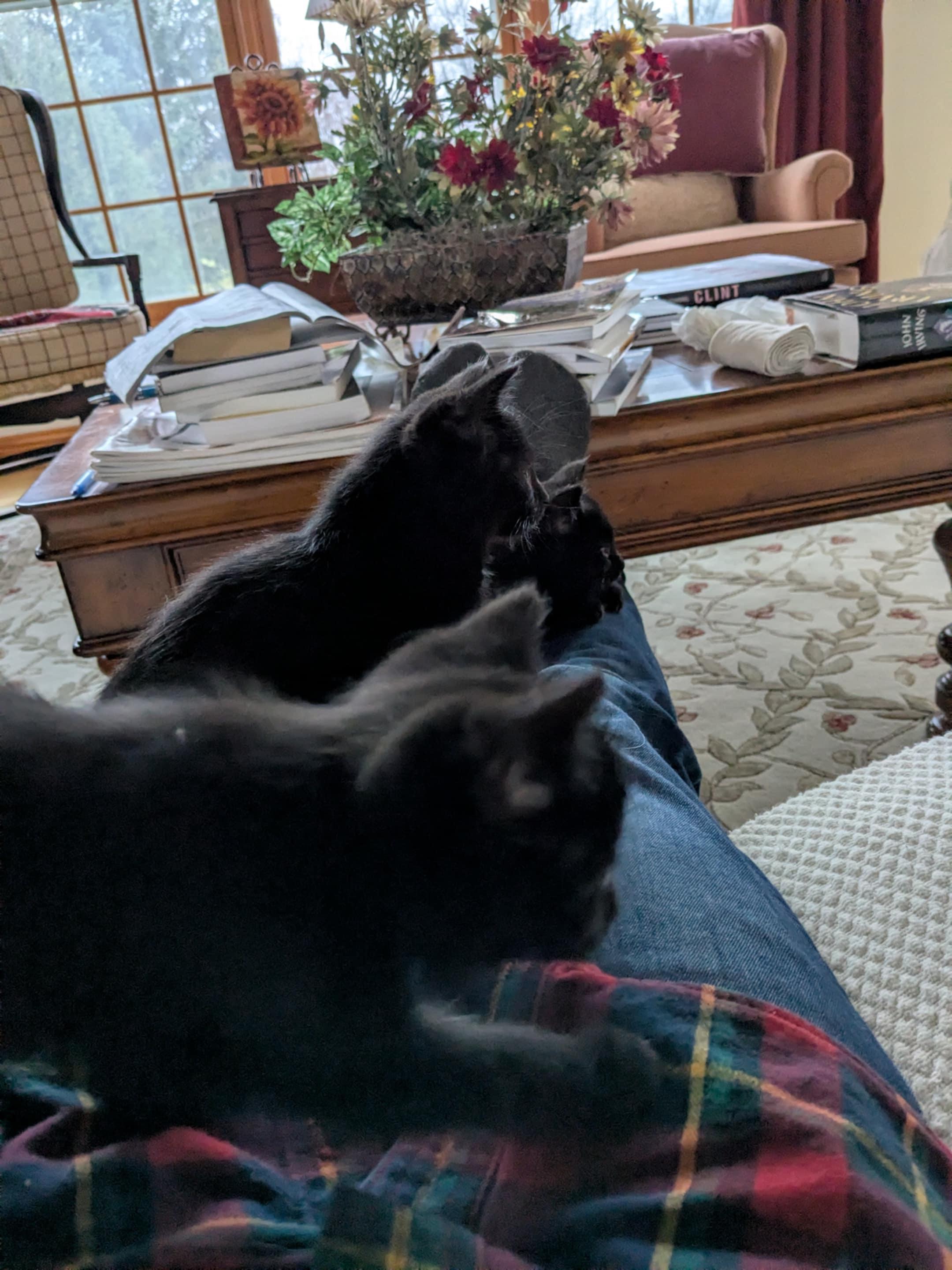 Enlarge Magnificent 6 kittens, an adopted mixed breed in Racine, WI image 4/6