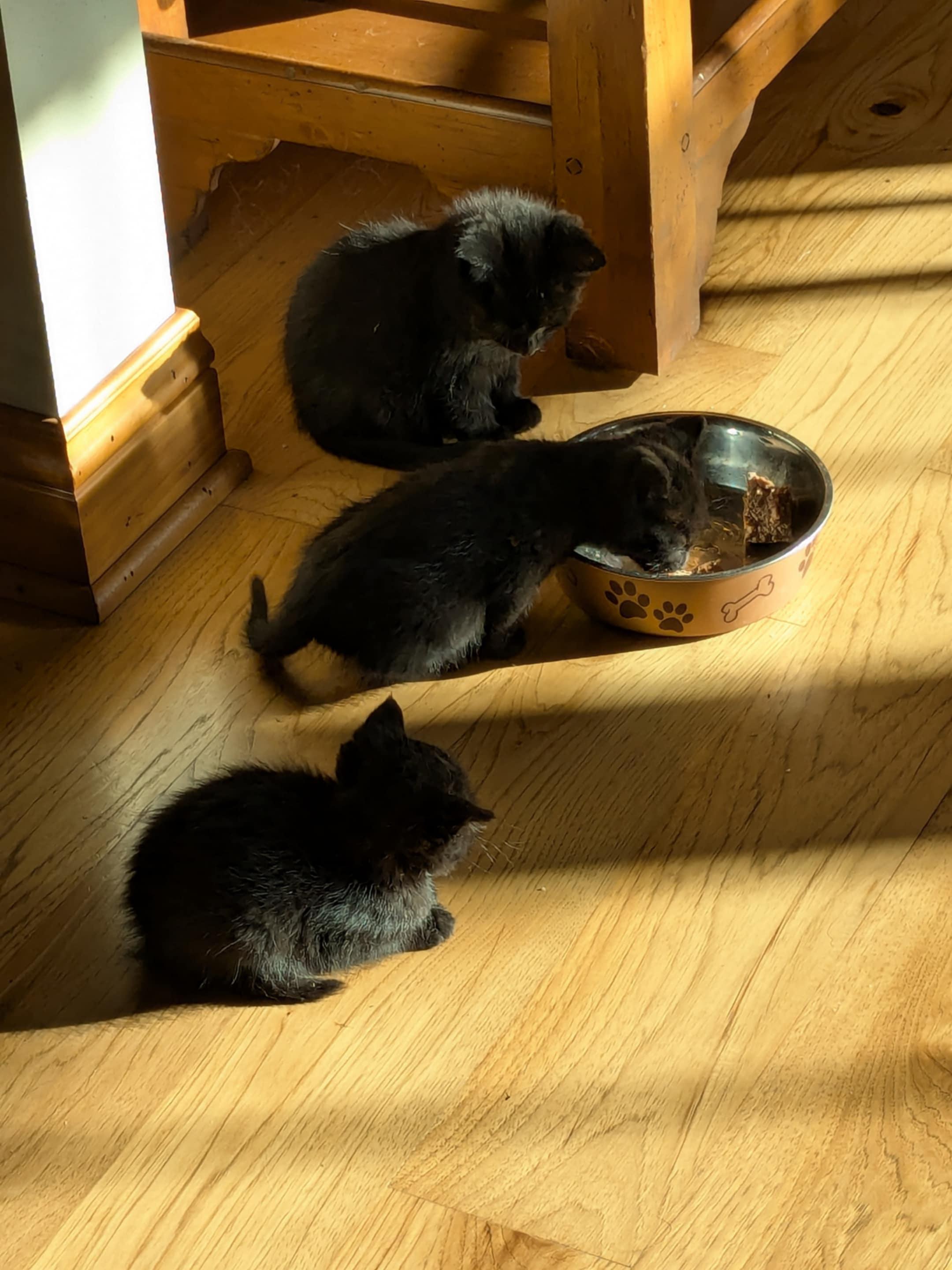 Enlarge Magnificent 6 kittens, an adopted mixed breed in Racine, WI image 5/6