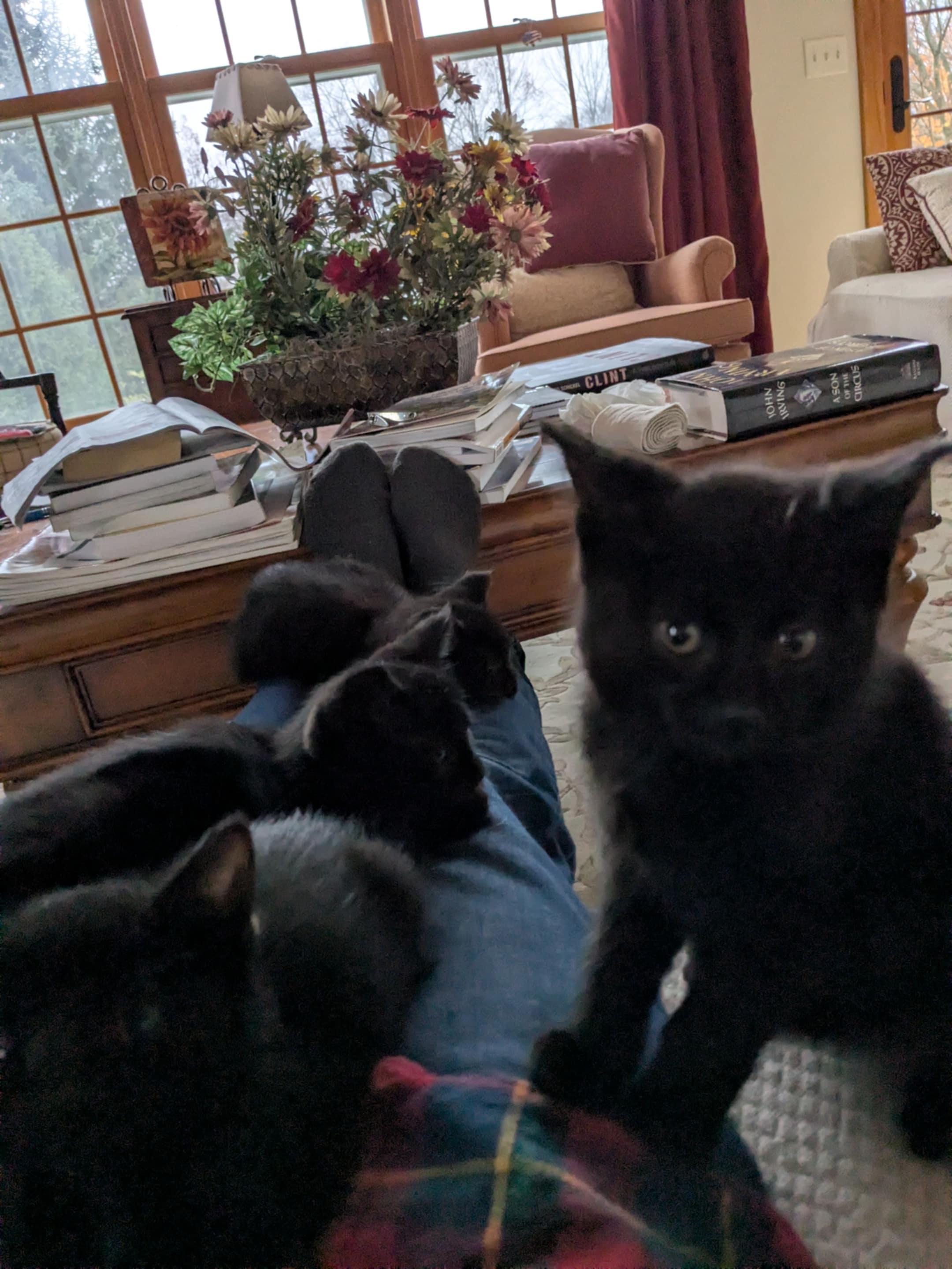 Enlarge Magnificent 6 kittens, an adopted mixed breed in Racine, WI image 6/6