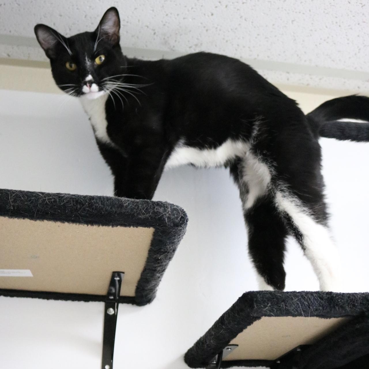 Socks, ADOPTABLE, Young Male Domestic Short Hair.