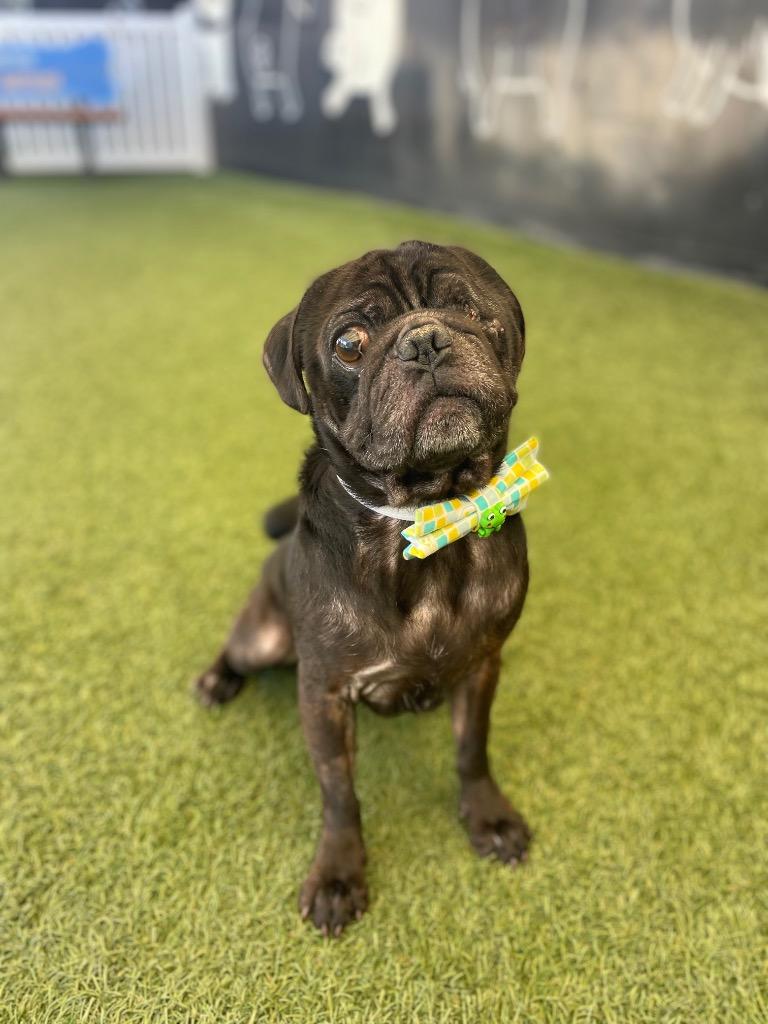 Enlarge Markie, a Adoptable Pug in Gardena, CA image 1/6