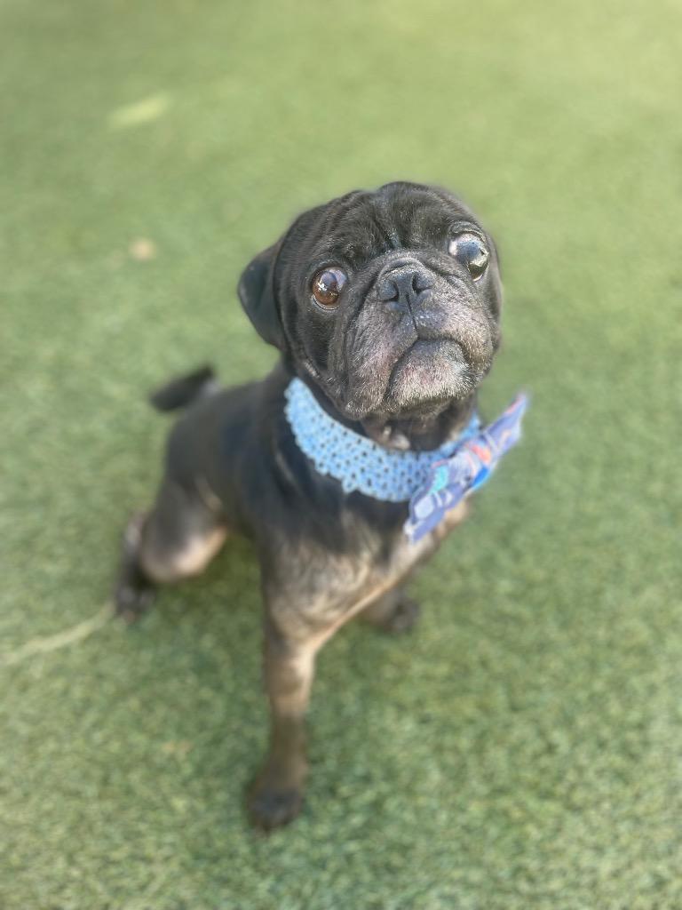 Enlarge Markie, a Adoptable Pug in Gardena, CA image 1/6