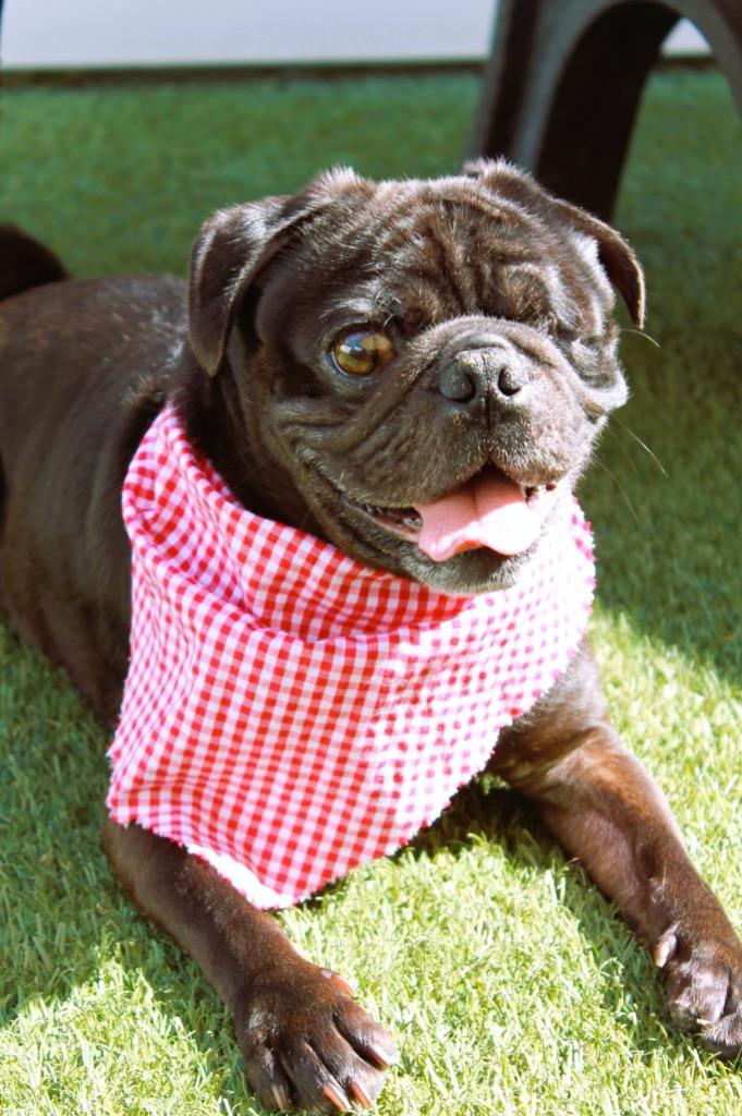 Enlarge Markie, a Adoptable Pug in Gardena, CA image 2/6