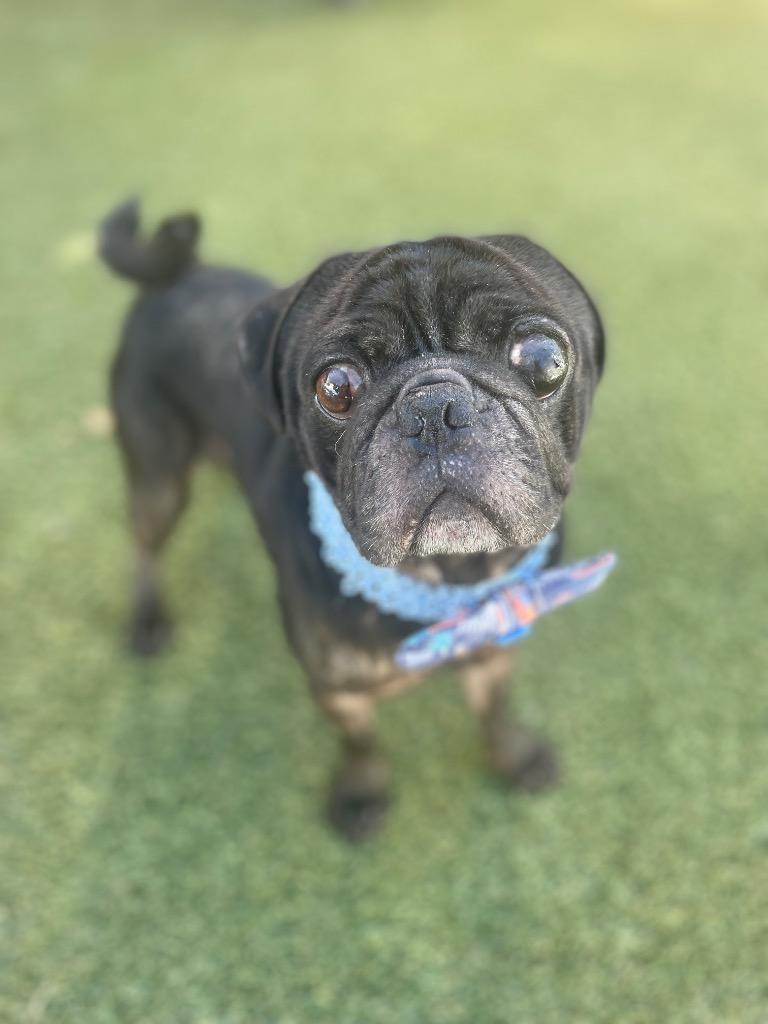 Enlarge Markie, a Adoptable Pug in Gardena, CA image 4/6
