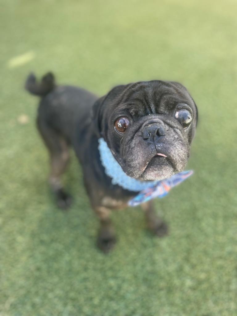 Enlarge Markie, a Adoptable Pug in Gardena, CA image 3/6
