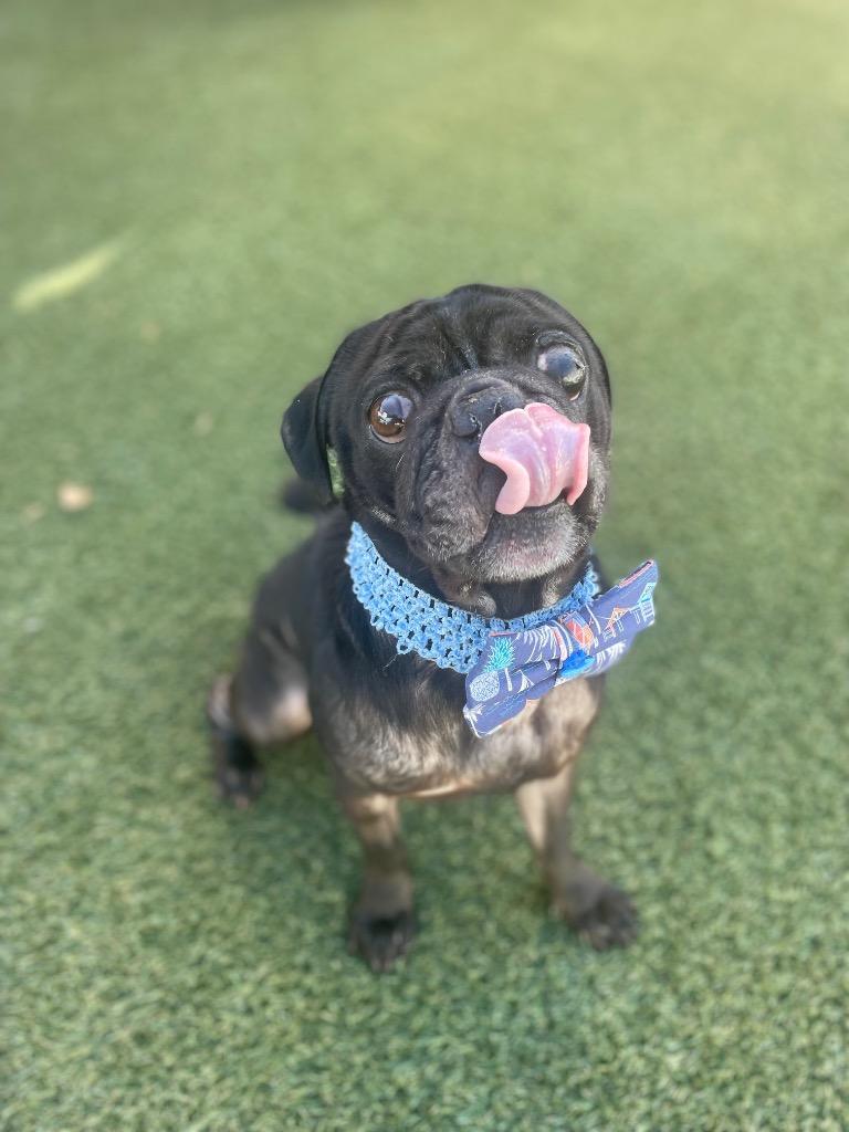 Enlarge Markie, a Adoptable Pug in Gardena, CA image 4/6