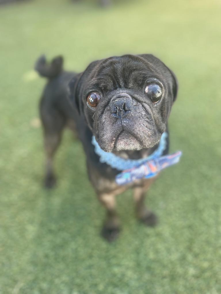 Enlarge Markie, a Adoptable Pug in Gardena, CA image 6/6