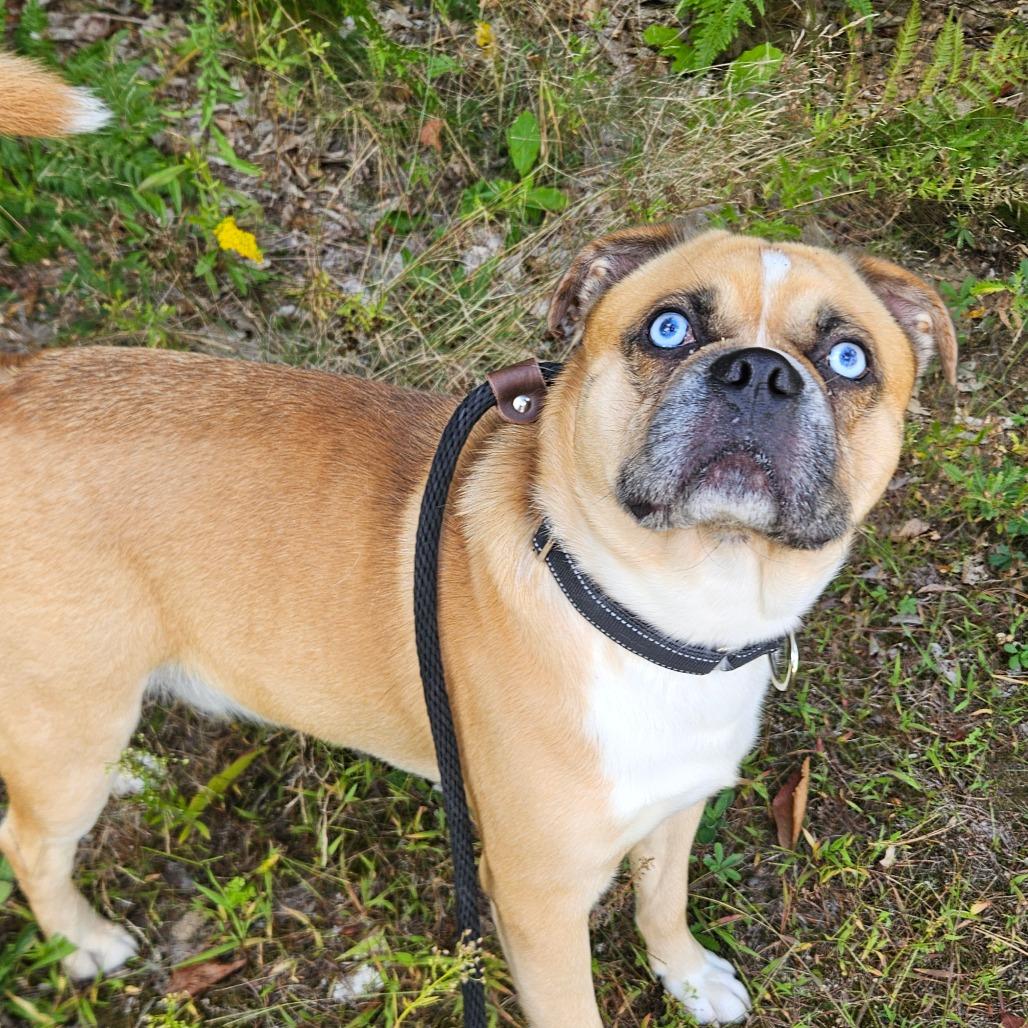Zeke-Available Soon!, Adoptable, Adult Male Boston Terrier & Australian Shepherd.