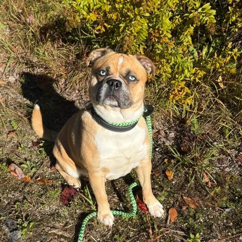 Enlarge Zeke-Available Soon!, a Adoptable mixed breed in Conway, NH image 2/6