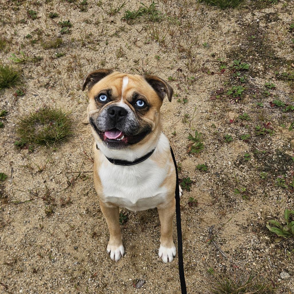 Enlarge Zeke-Available Soon!, a Adoptable mixed breed in Conway, NH image 3/6
