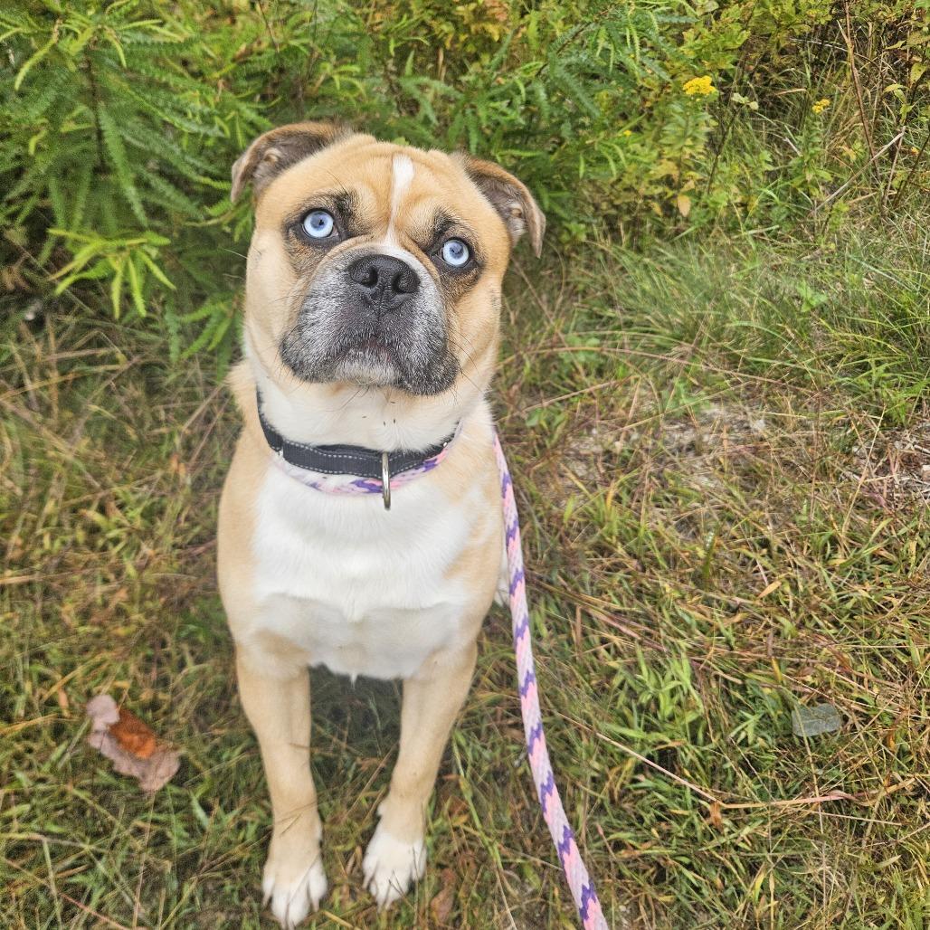 Enlarge Zeke-Available Soon!, a Adoptable mixed breed in Conway, NH image 4/6
