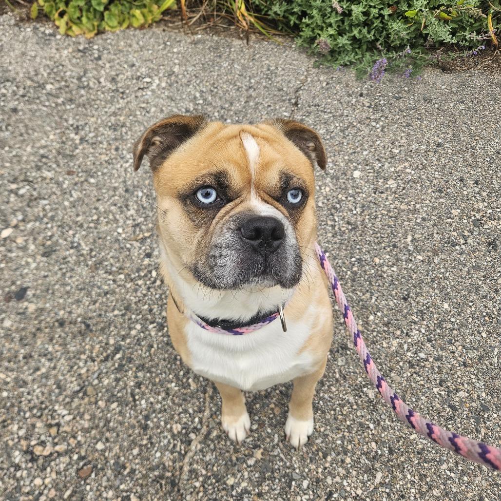 Enlarge Zeke-Available Soon!, a Adoptable mixed breed in Conway, NH image 5/6