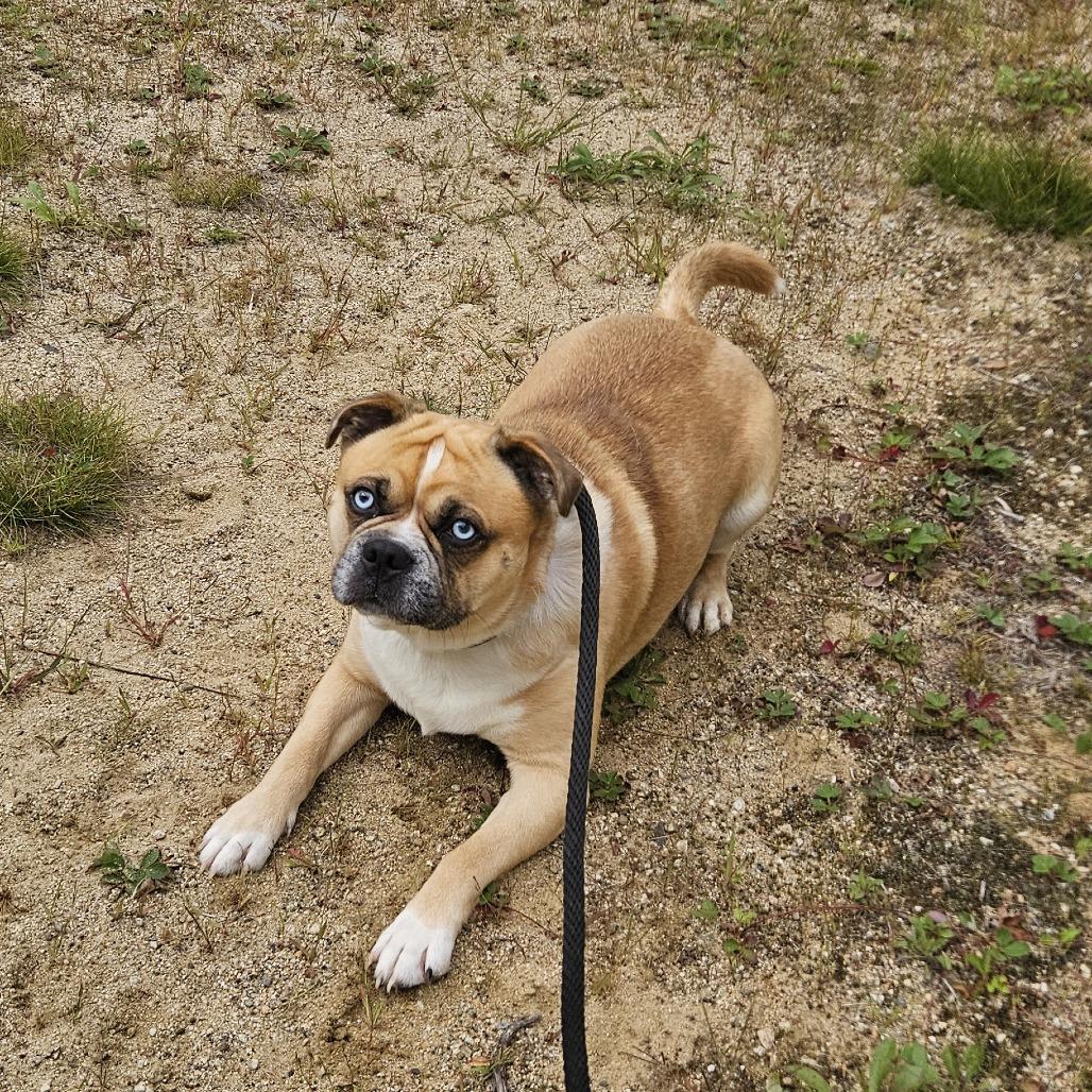 Enlarge Zeke-Available Soon!, a Adoptable mixed breed in Conway, NH image 6/6