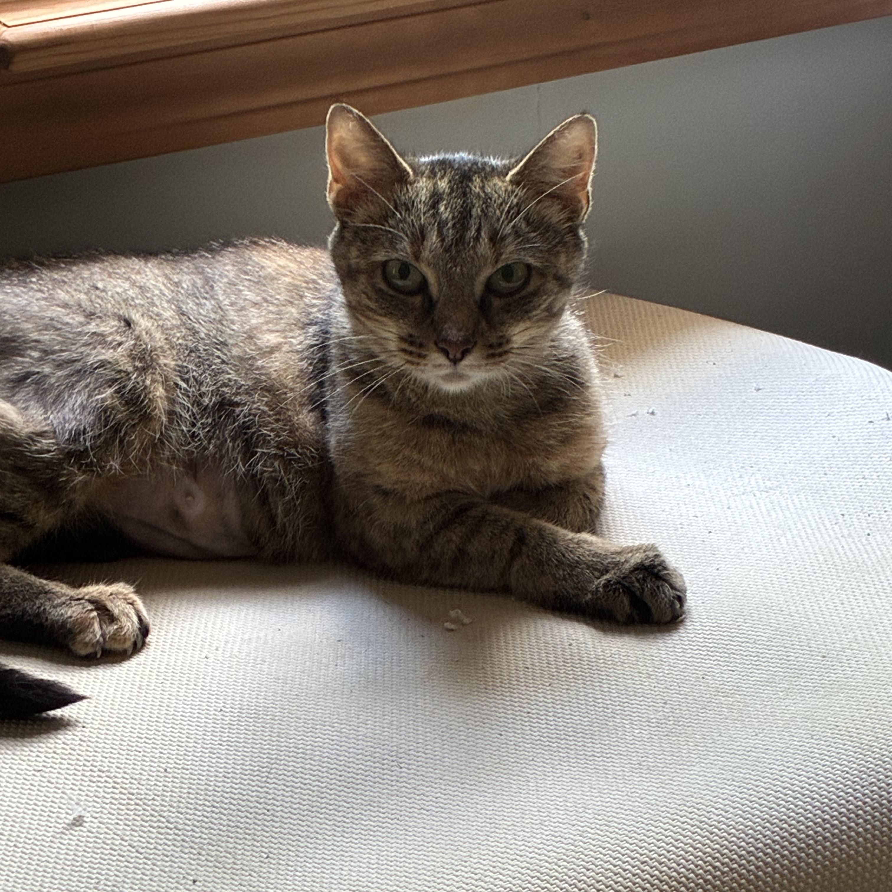 Mama, a Adoptable Domestic Short Hair in Massillon, OH image 1/3