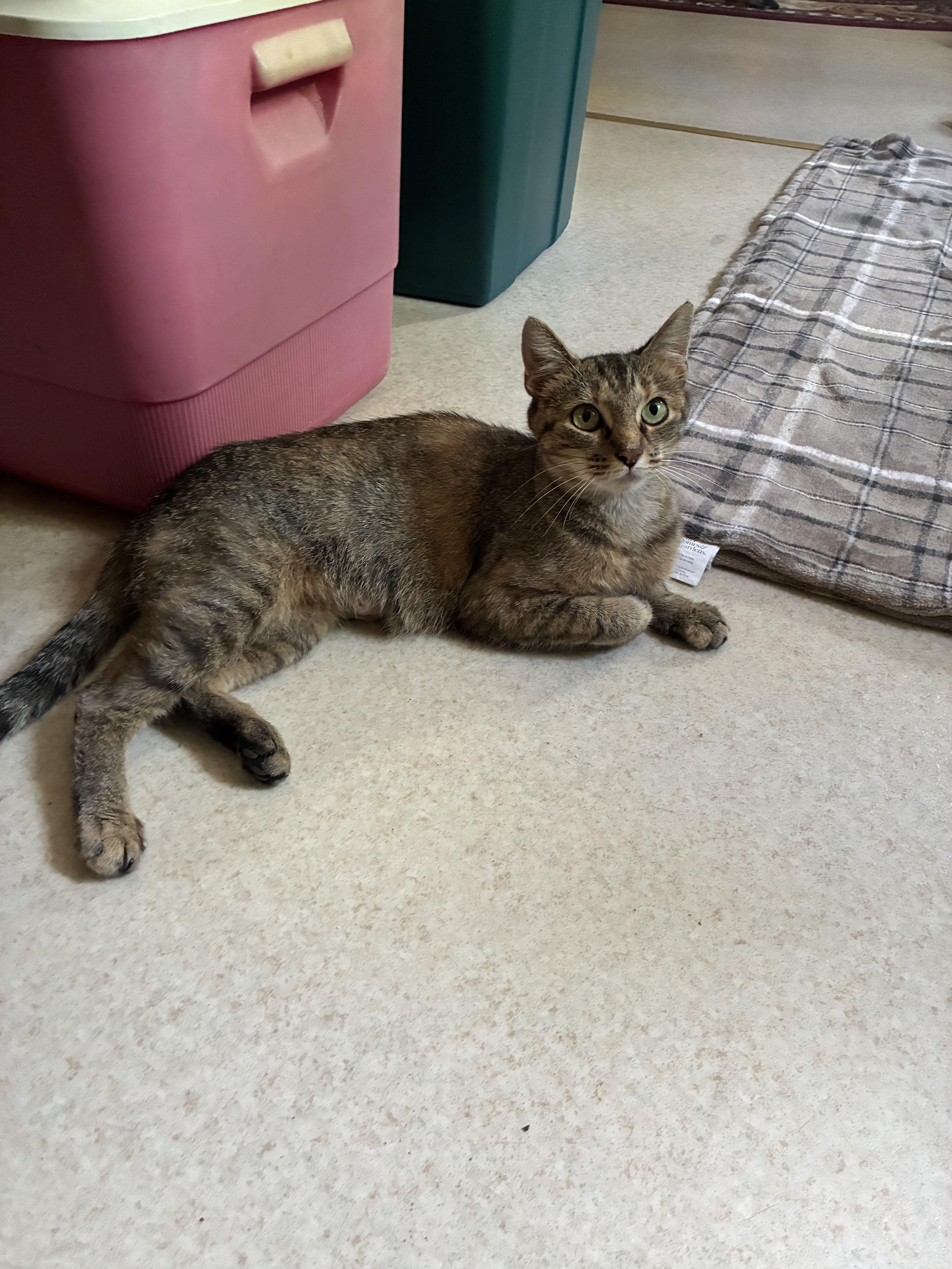 Mama, a Adoptable Domestic Short Hair in Massillon, OH image 2/3