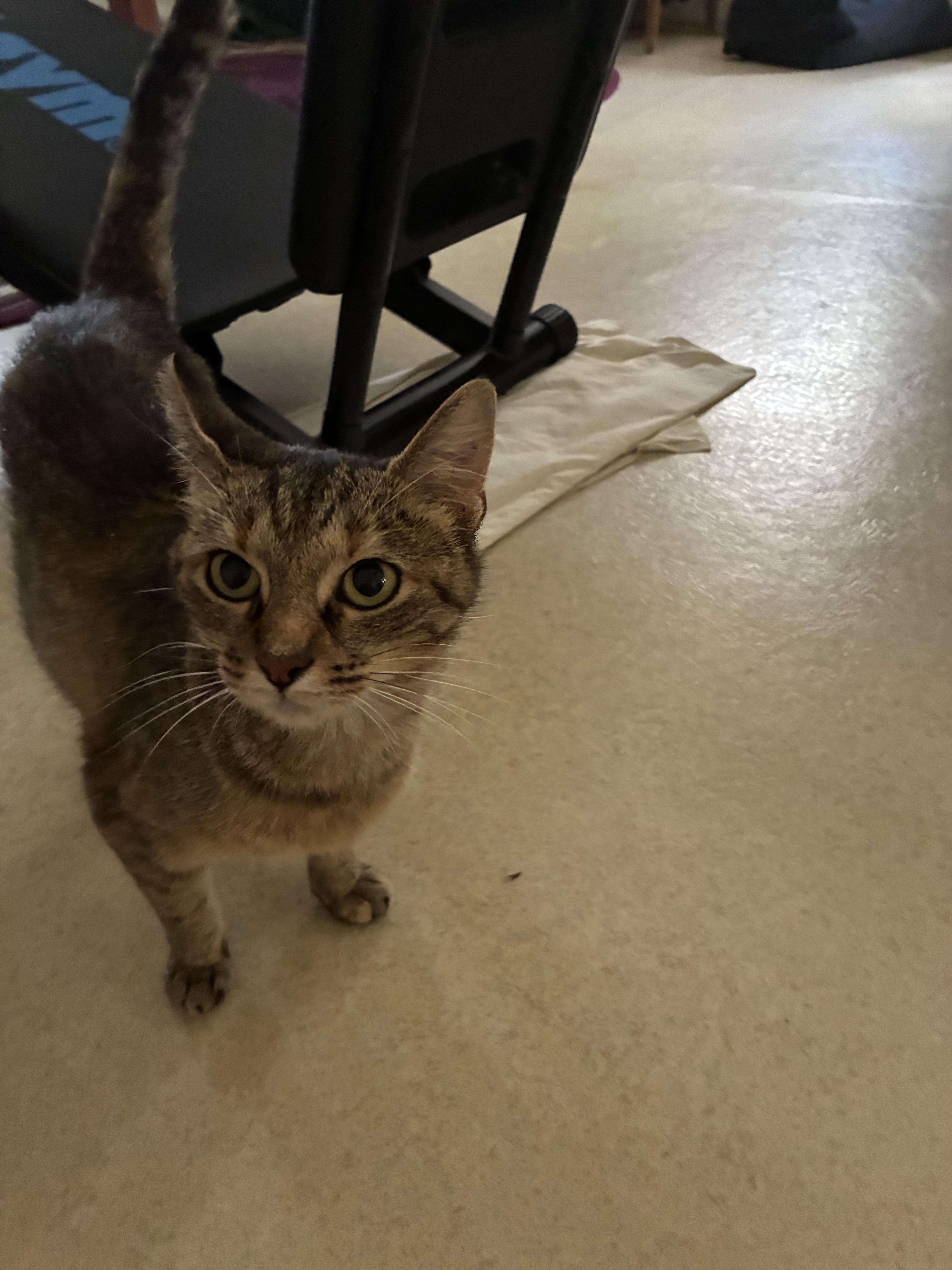 Mama, a Adoptable Domestic Short Hair in Massillon, OH image 3/3