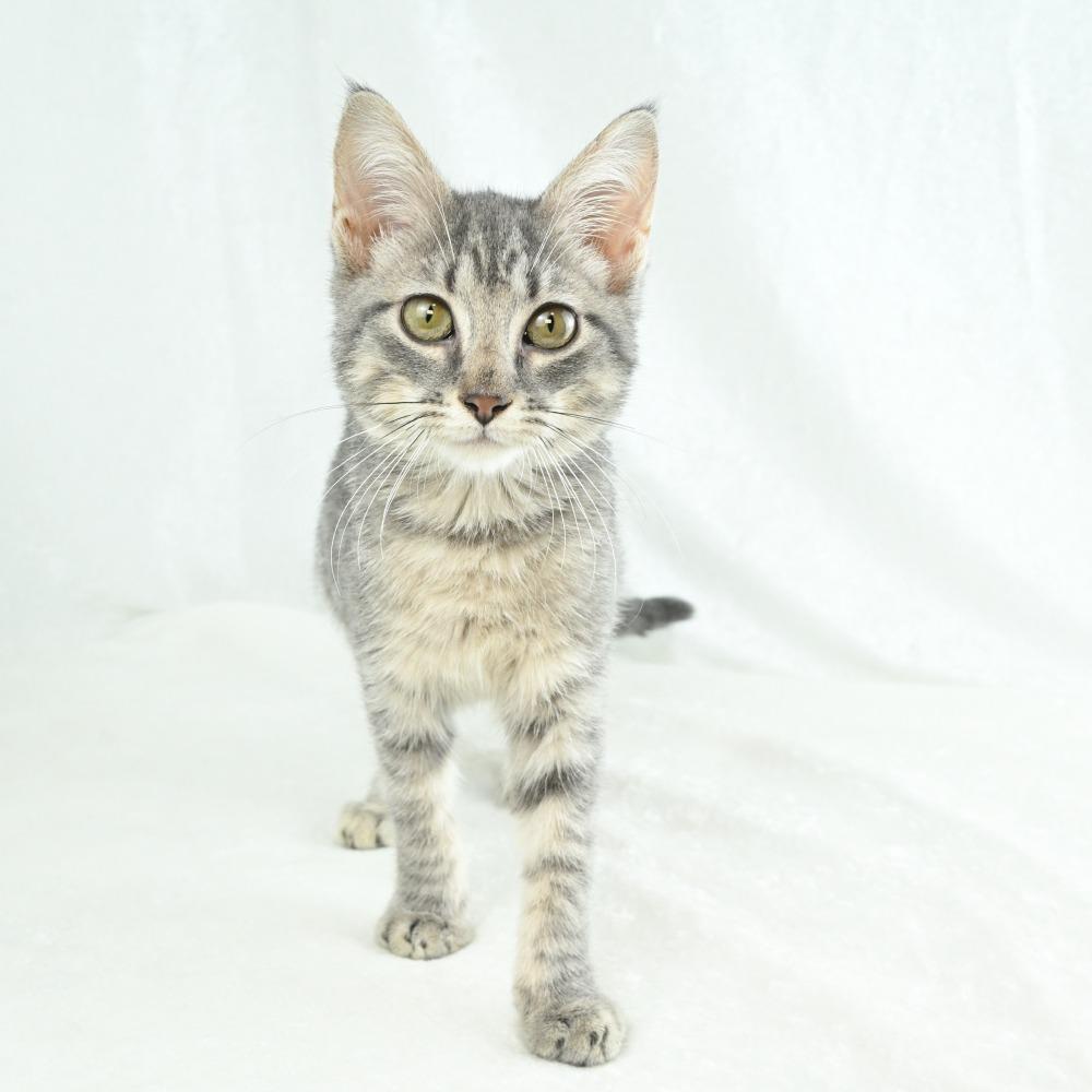 Enlarge Daisy, a Adoptable Domestic Short Hair in Mobile, AL image 1/6