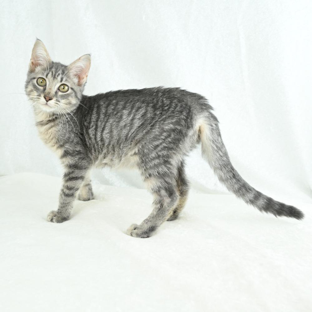 Enlarge Daisy, a Adoptable Domestic Short Hair in Mobile, AL image 2/6
