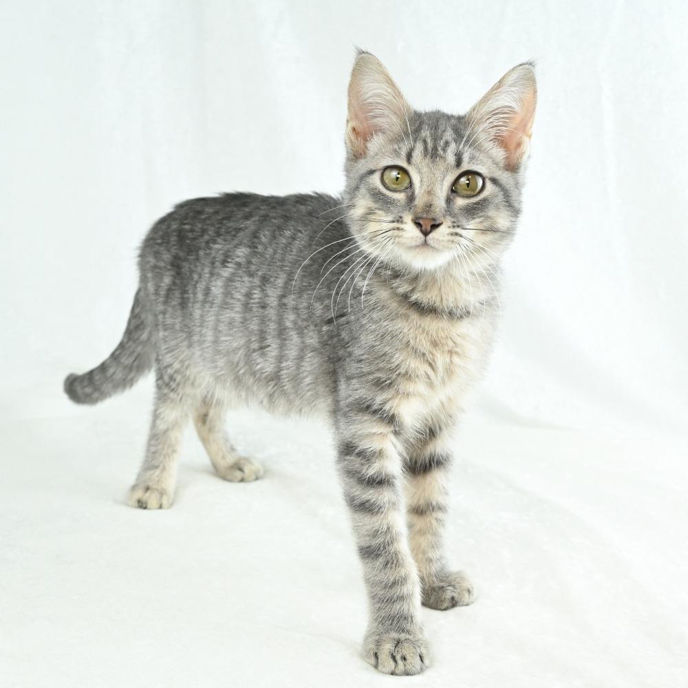 Enlarge Daisy, a Adoptable Domestic Short Hair in Mobile, AL image 3/6