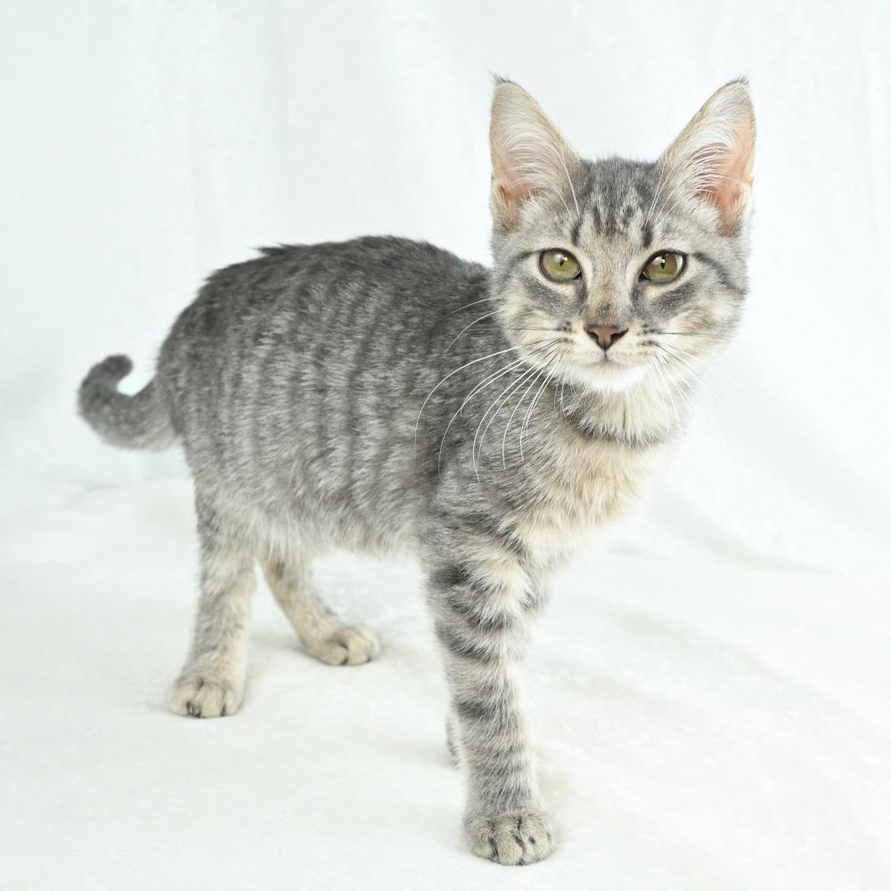 Enlarge Daisy, a Adoptable Domestic Short Hair in Mobile, AL image 4/6