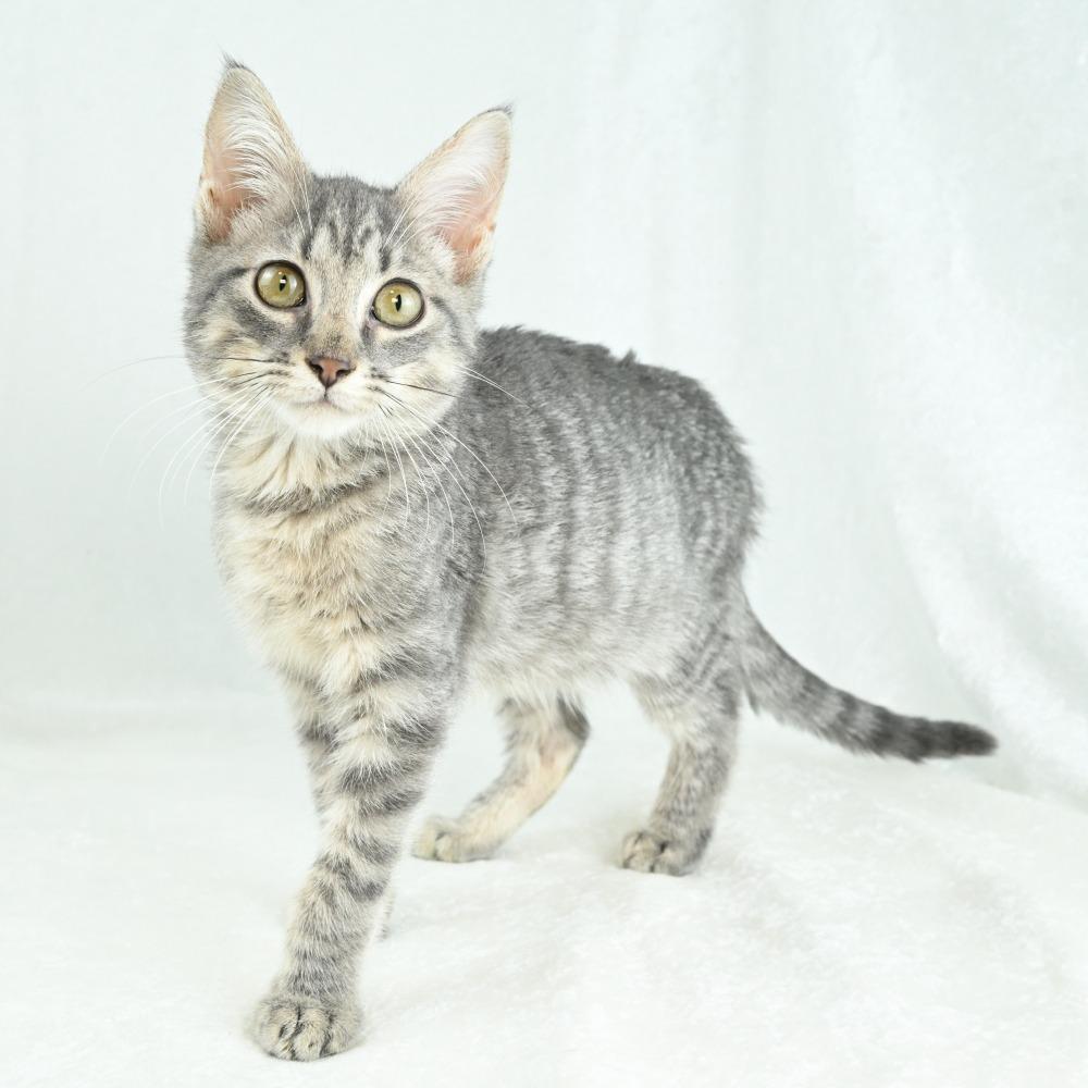 Enlarge Daisy, a Adoptable Domestic Short Hair in Mobile, AL image 5/6