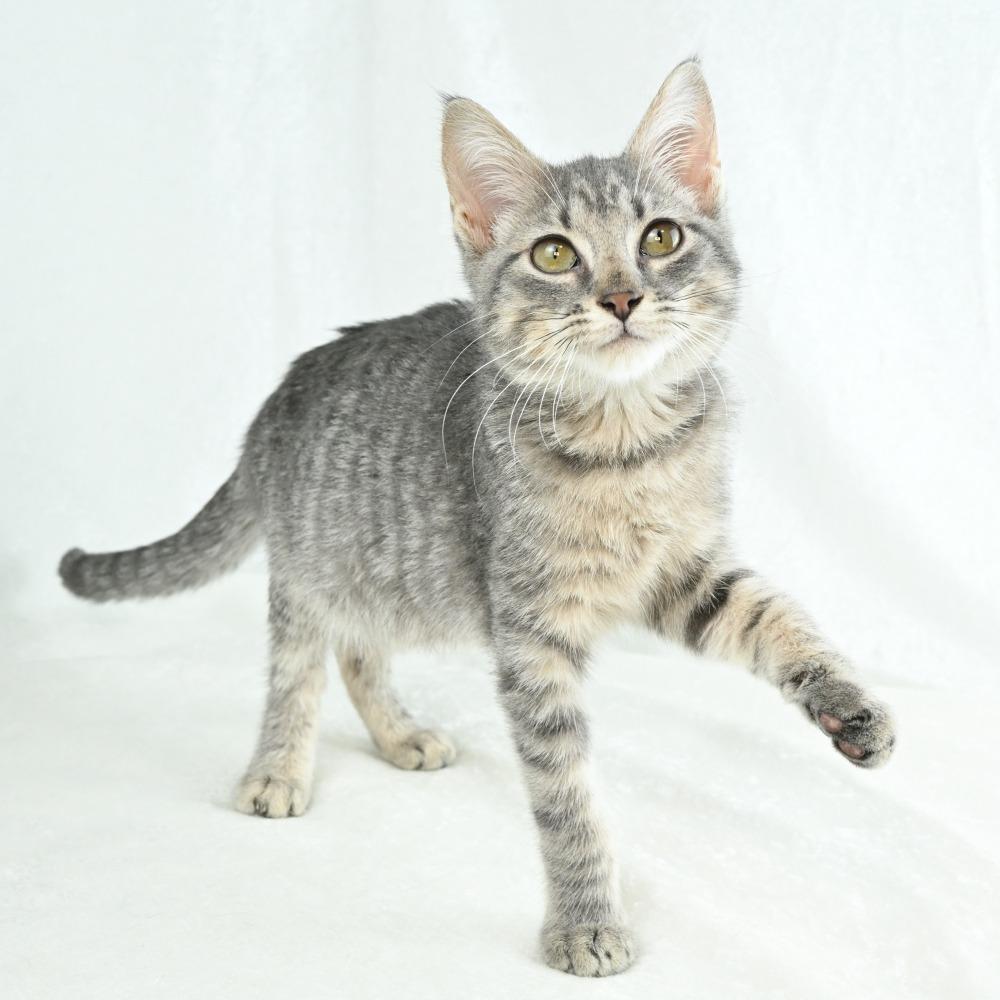 Enlarge Daisy, a Adoptable Domestic Short Hair in Mobile, AL image 6/6