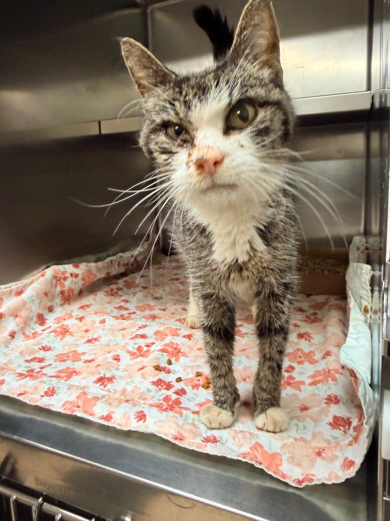 Gertrude, Adoptable, Adult Female Domestic Short Hair.