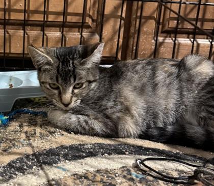 Magnolia, Adoptable, Kitten Female Domestic Short Hair & Domestic Short Hair.