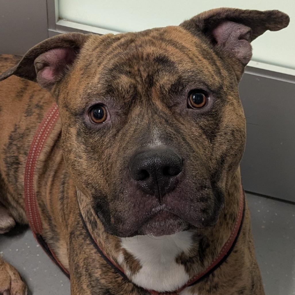 Enlarge Buddy, a Adoptable Mixed Breed in Kennebunk, ME image 2/6