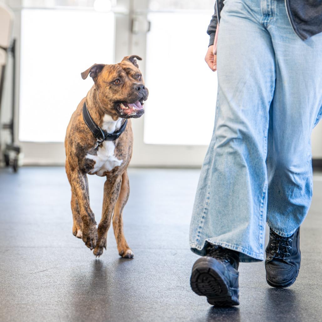 Enlarge Buddy, a Adoptable Mixed Breed in Kennebunk, ME image 3/6
