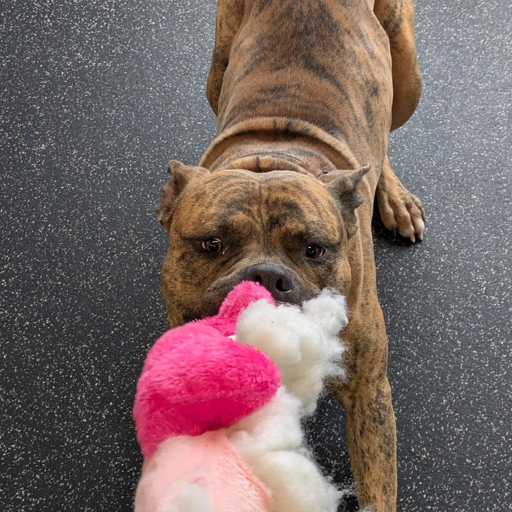 Enlarge Buddy, a Adoptable Mixed Breed in Kennebunk, ME image 4/6