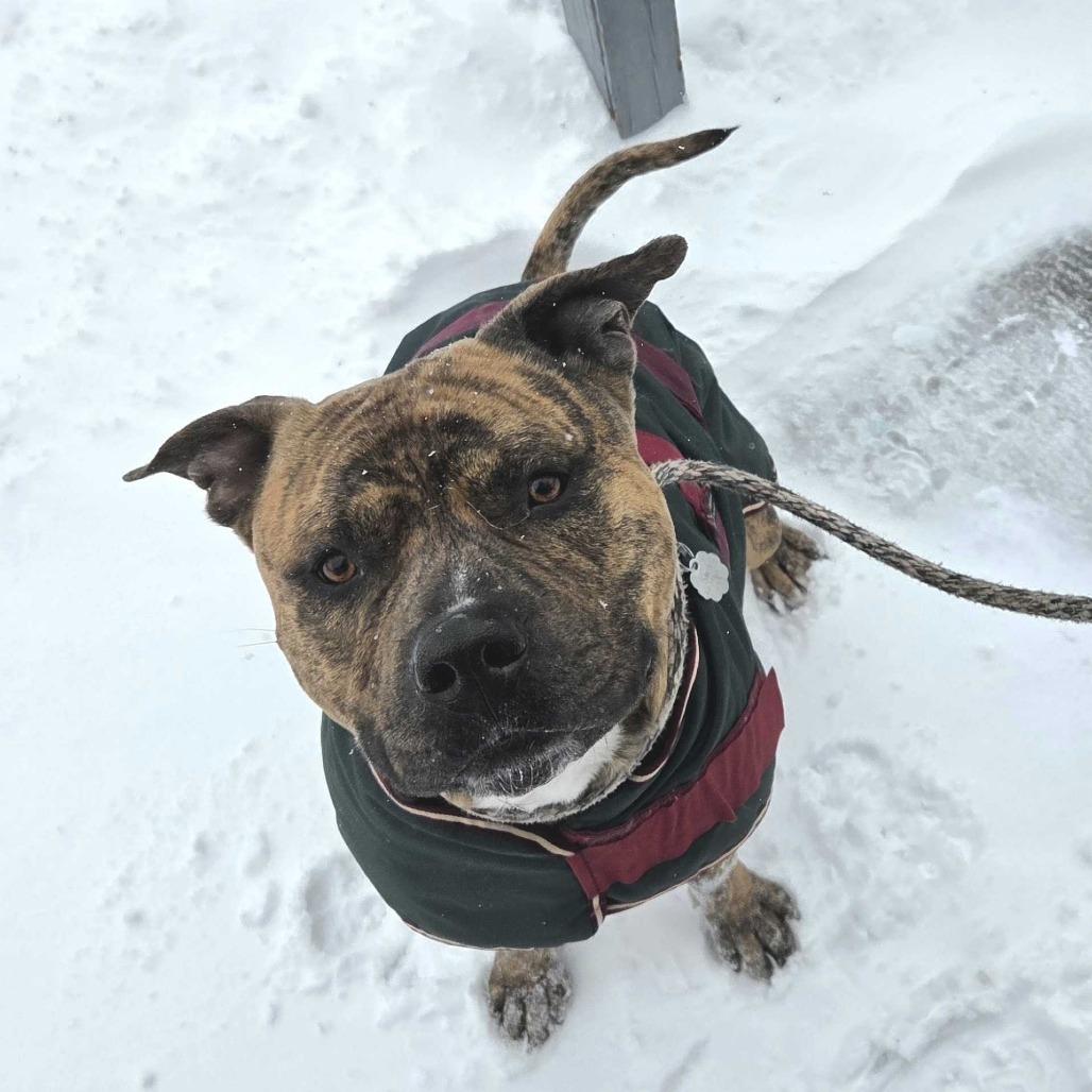 Enlarge Buddy, a Adoptable Mixed Breed in Kennebunk, ME image 5/6