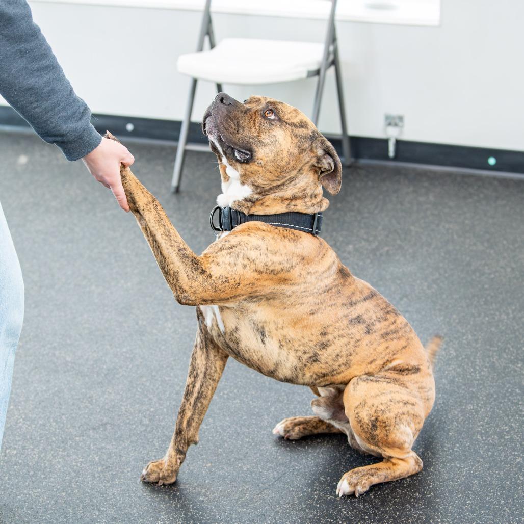 Enlarge Buddy, a Adoptable Mixed Breed in Kennebunk, ME image 6/6