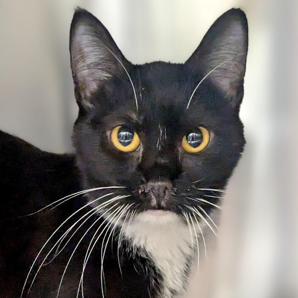 Enlarge Brownie, a Adoptable Domestic Short Hair in Medford, OR image 1/1