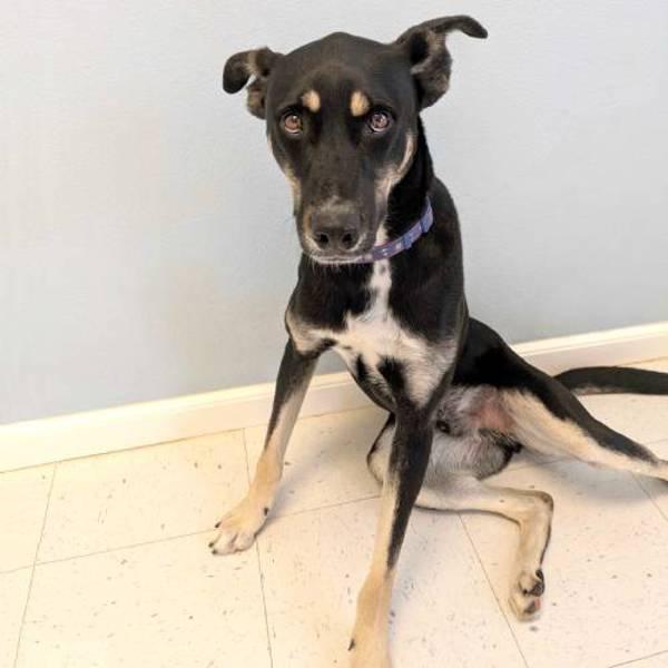 Orlando, Adoptable, Young Male Labrador Retriever.