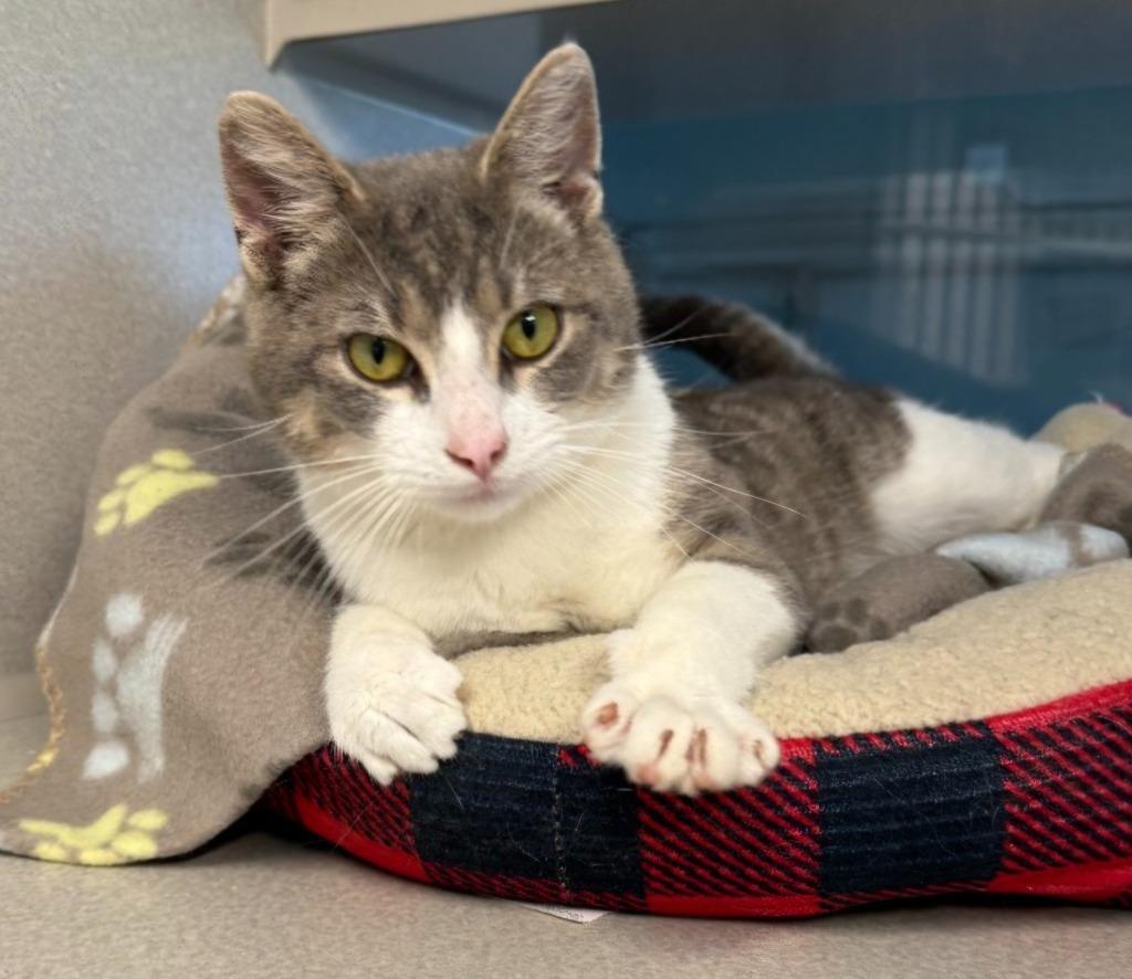 Enlarge Clyde, a Adoptable mixed breed in Viroqua, WI image 2/5