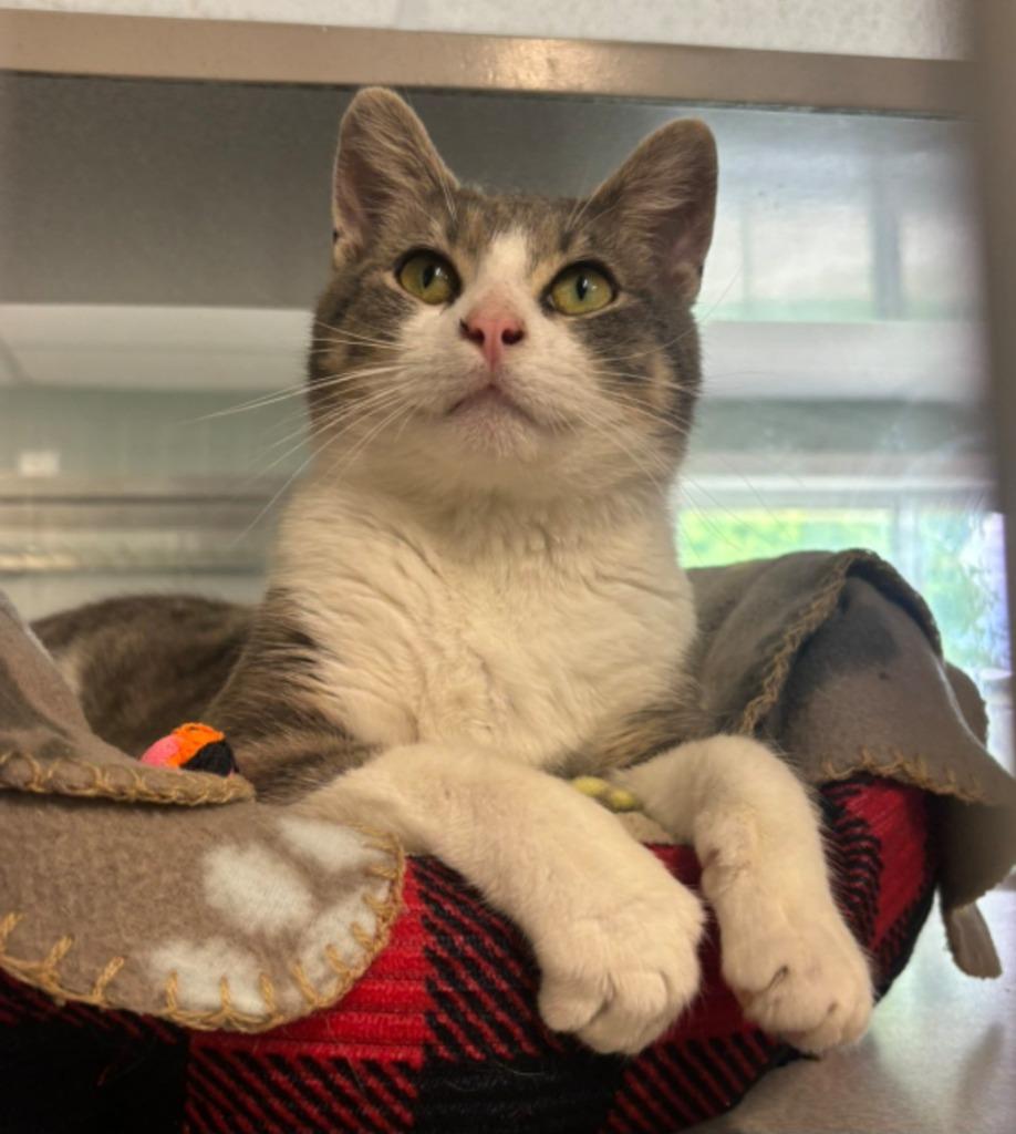 Enlarge Clyde, a Adoptable mixed breed in Viroqua, WI image 3/5